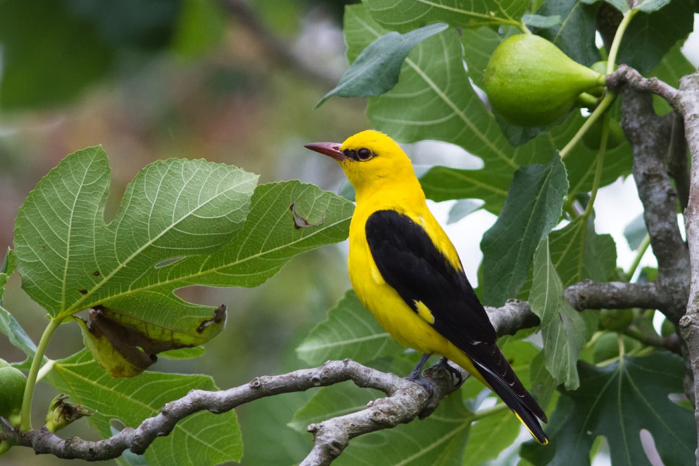 Wielewaal (Oriolus oriolus) - Loriot d'Europe by Michel Idre