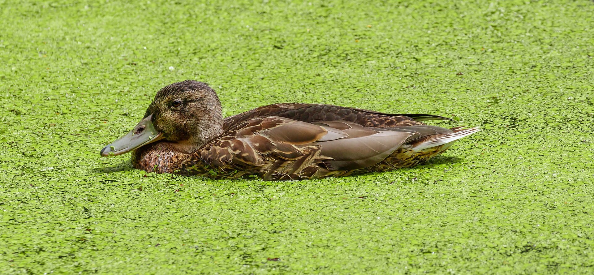Wilde Eend (Anas platyrhynchos) - Anas platyrhynchos - Weiherwald - Karlsruhe 05