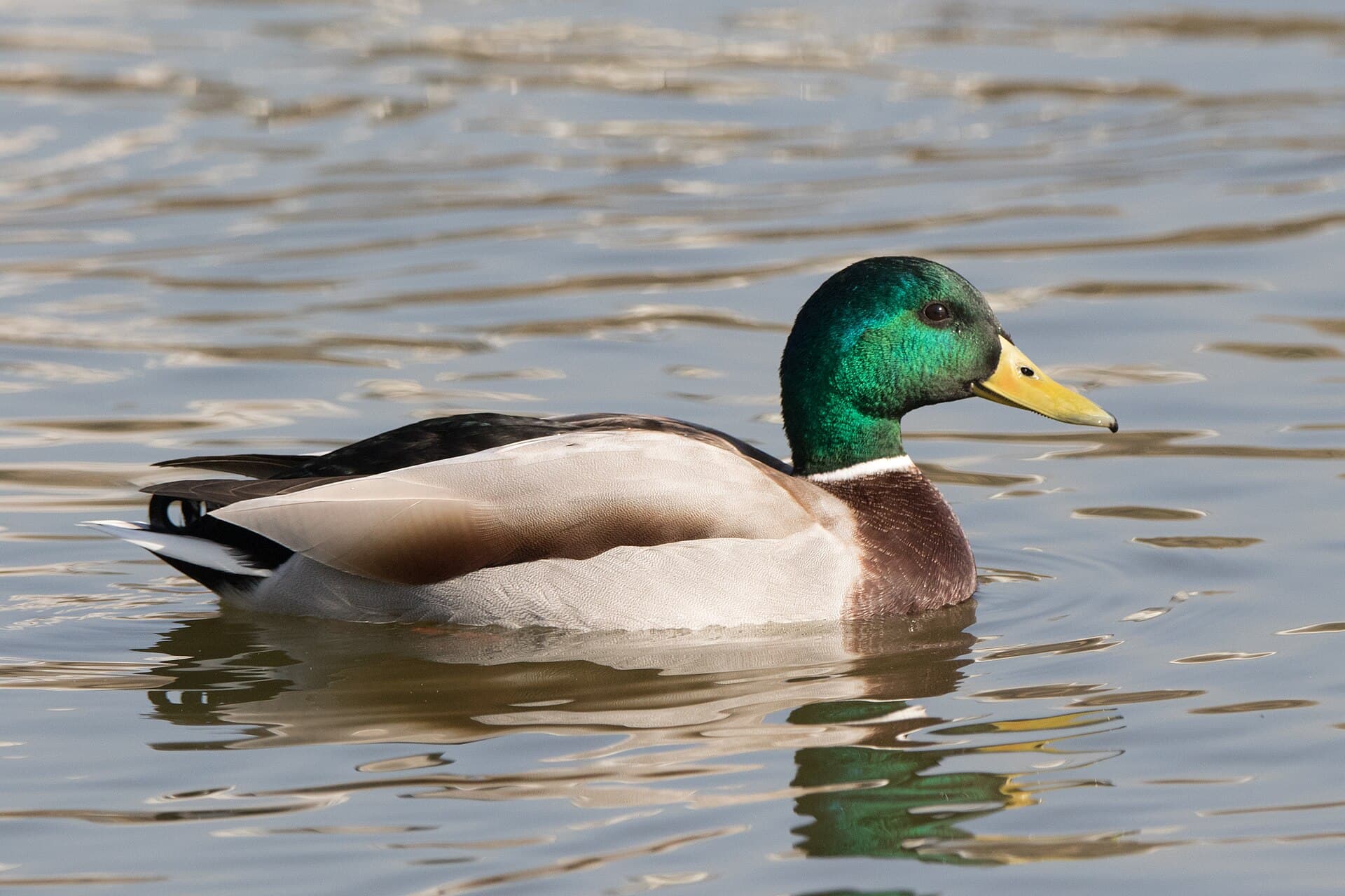 Wilde Eend (Anas platyrhynchos) - Mallard (Anas platyrhynchos) 02