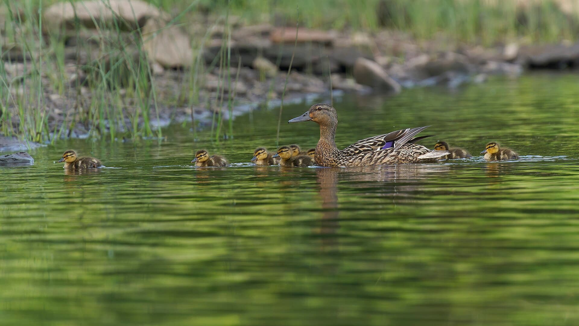 Wilde Eend (Anas platyrhynchos) - 20240614 mallard hen and ducklings wethersfield cove PD200630