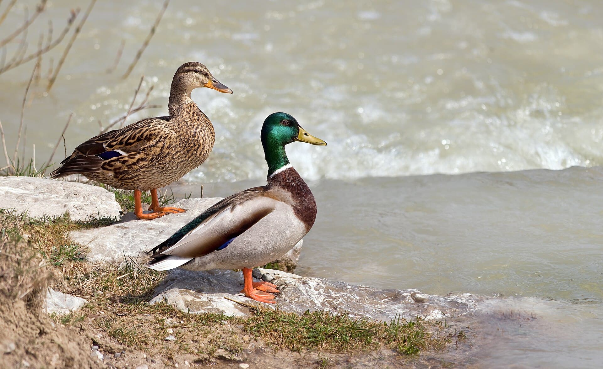 Wilde Eend (Anas platyrhynchos) - Anas platyrhynchos male female