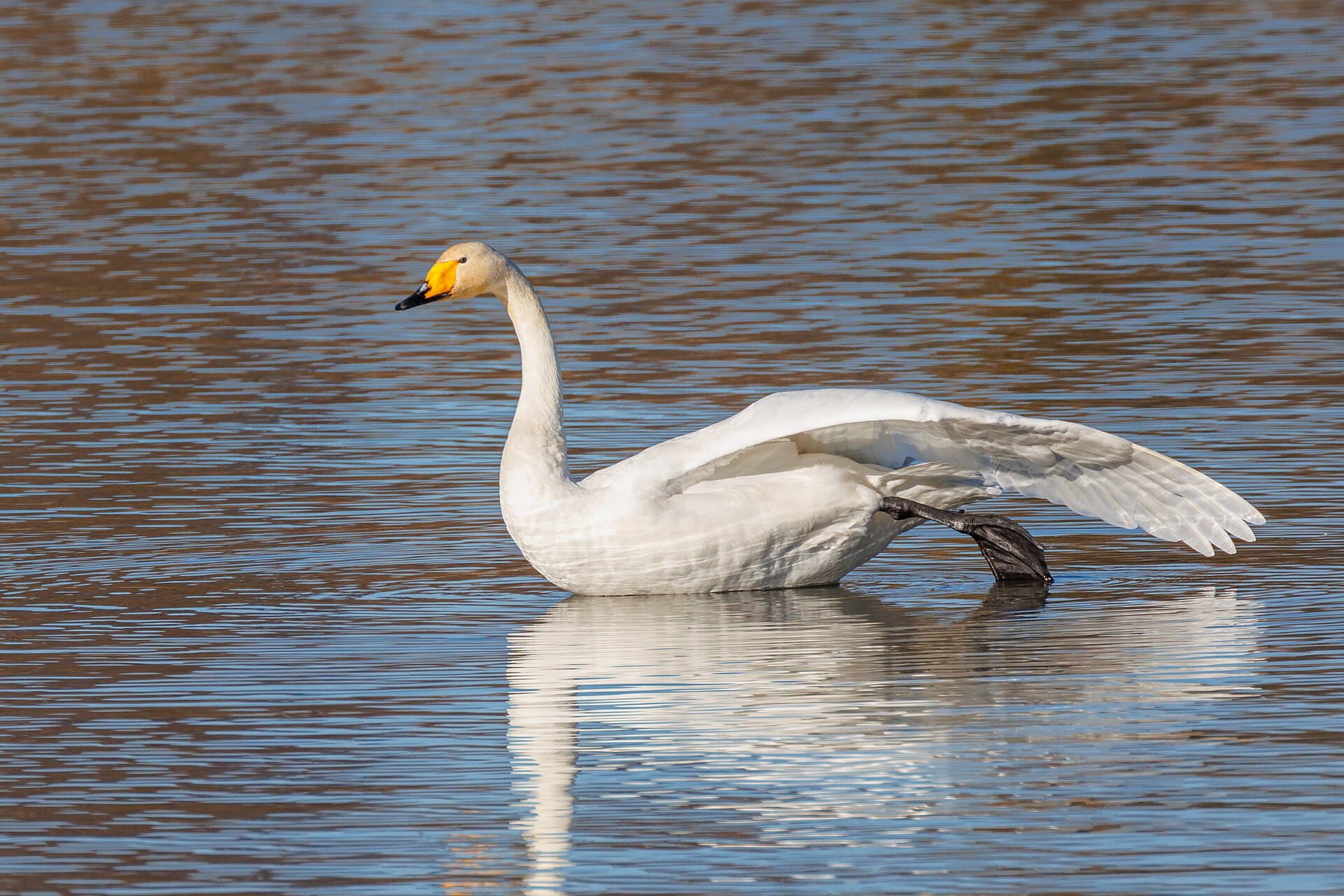 Wilde Zwaan (Cygnus cygnus) - Aufgewacht - Singschwan streckt sich (2022)