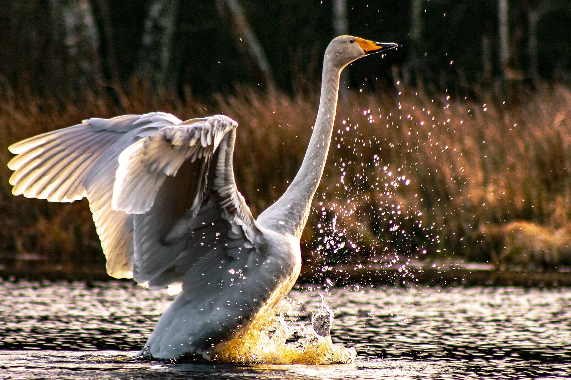 Wilde Zwaan (Cygnus cygnus) - Flaxande sångsvan i Kristianstads vattenrike