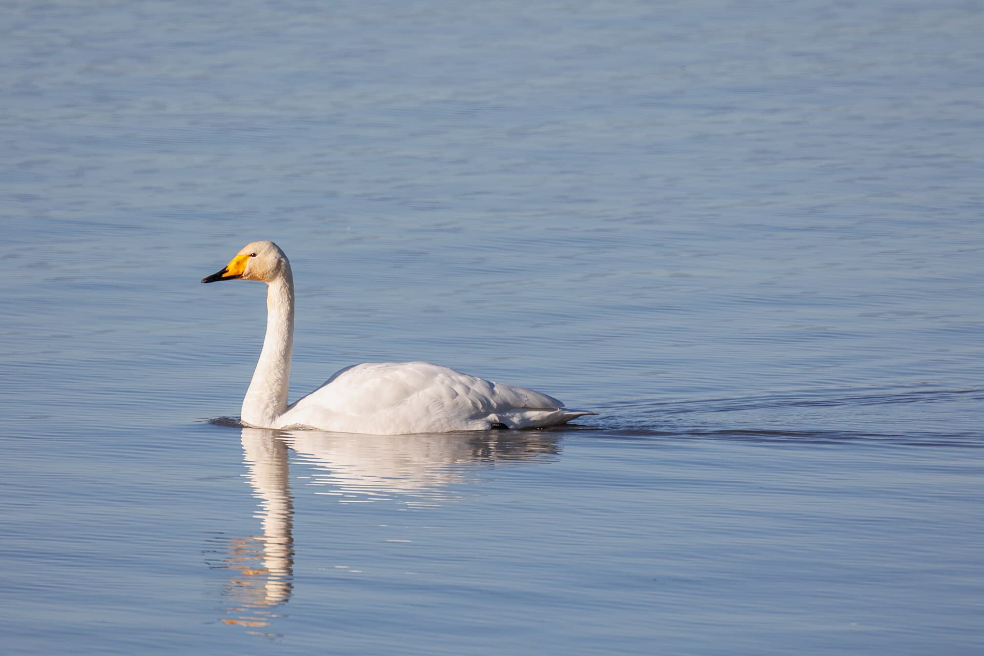 Wilde Zwaan (Cygnus cygnus) - Singschwan, Eriskircher Ried (Bodensee), 2022