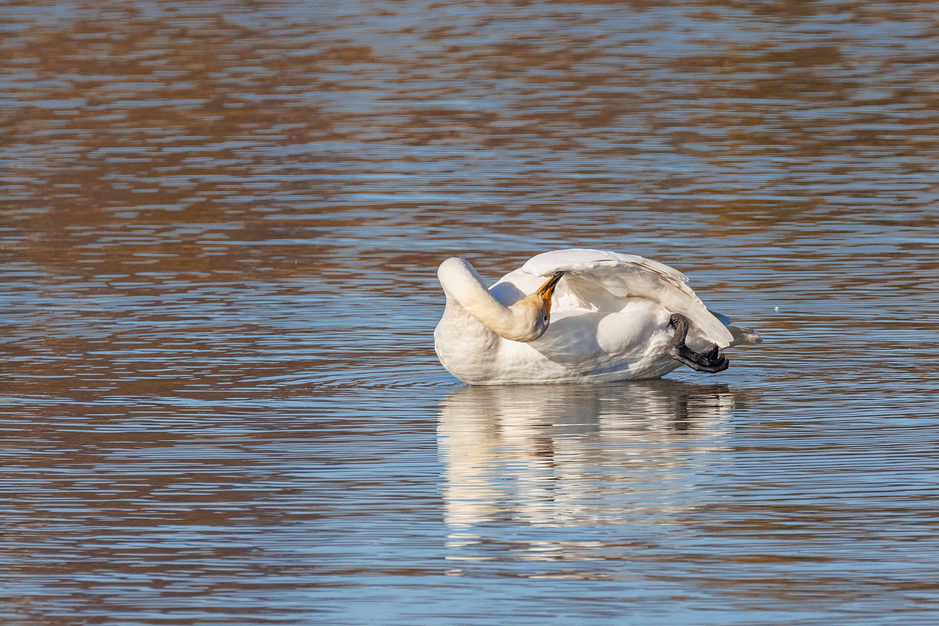 Wilde Zwaan (Cygnus cygnus) - Gymnastik - Singschwan bei der Gefiederpflege (2022)