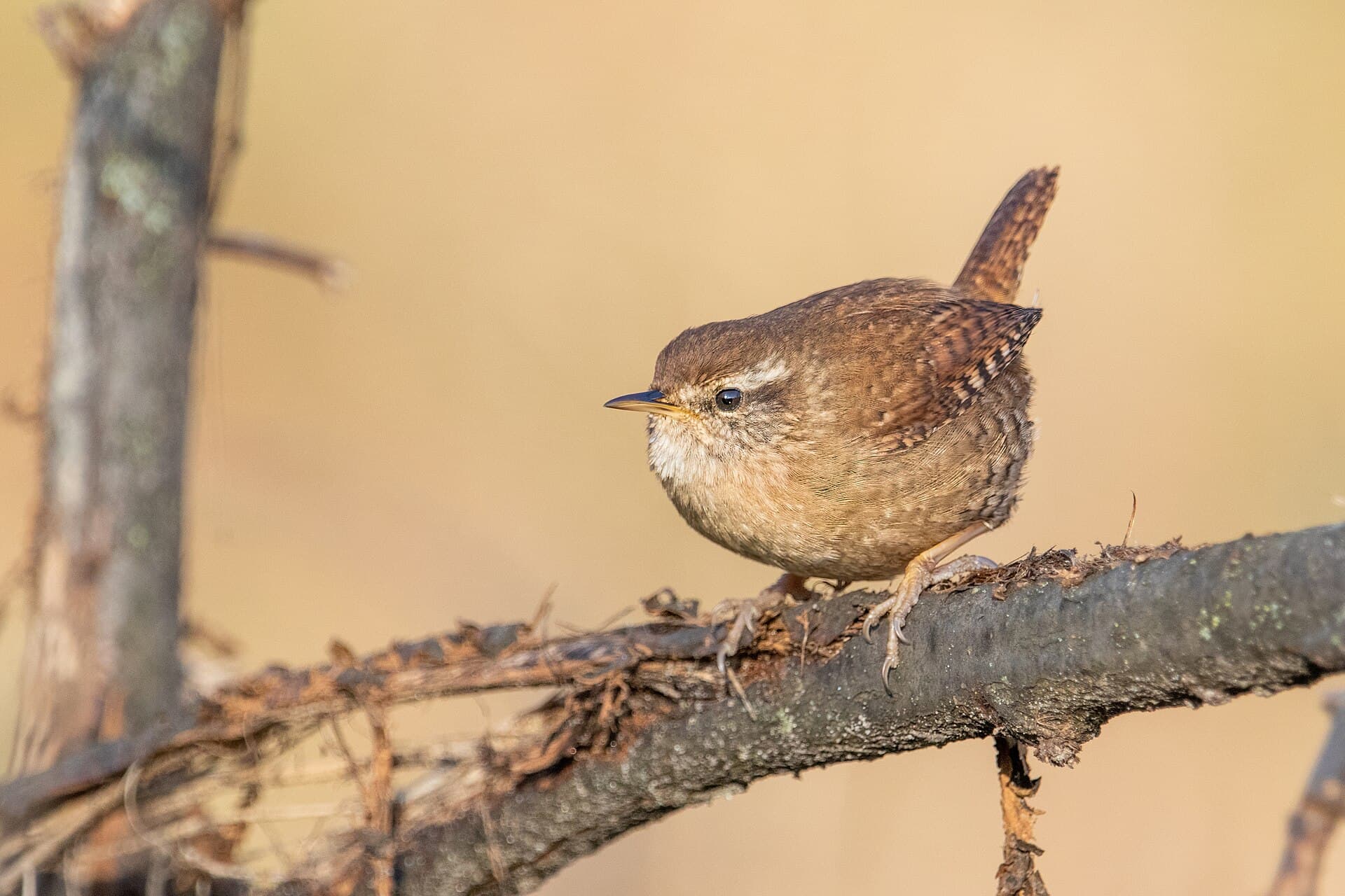 Winterkoning (Troglodytes troglodytes) - Eurasian wren Franconville 2022 01 13 01