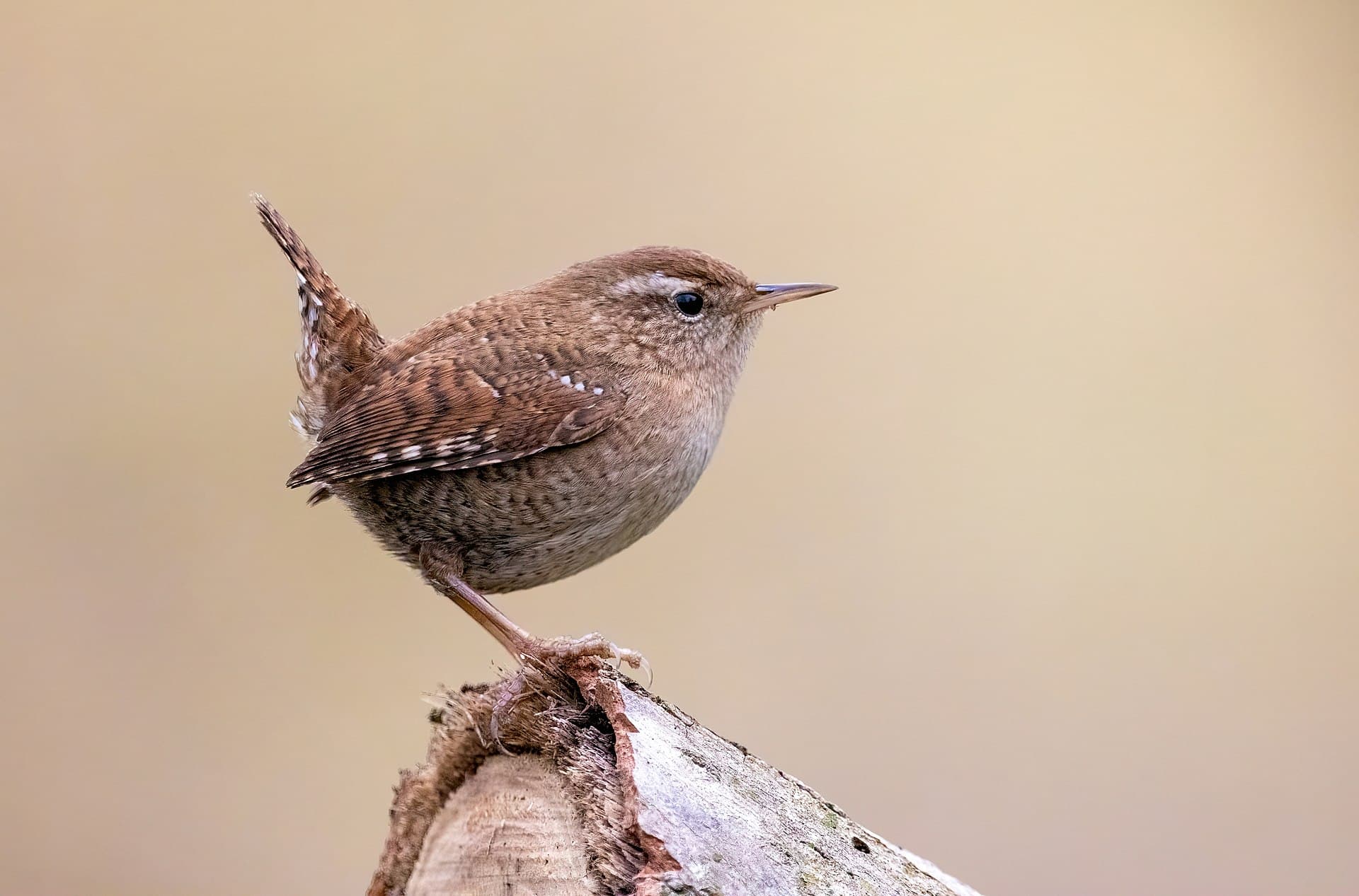 Winterkoning (Troglodytes troglodytes) - Eurasian wren (Troglodytes troglodytes)