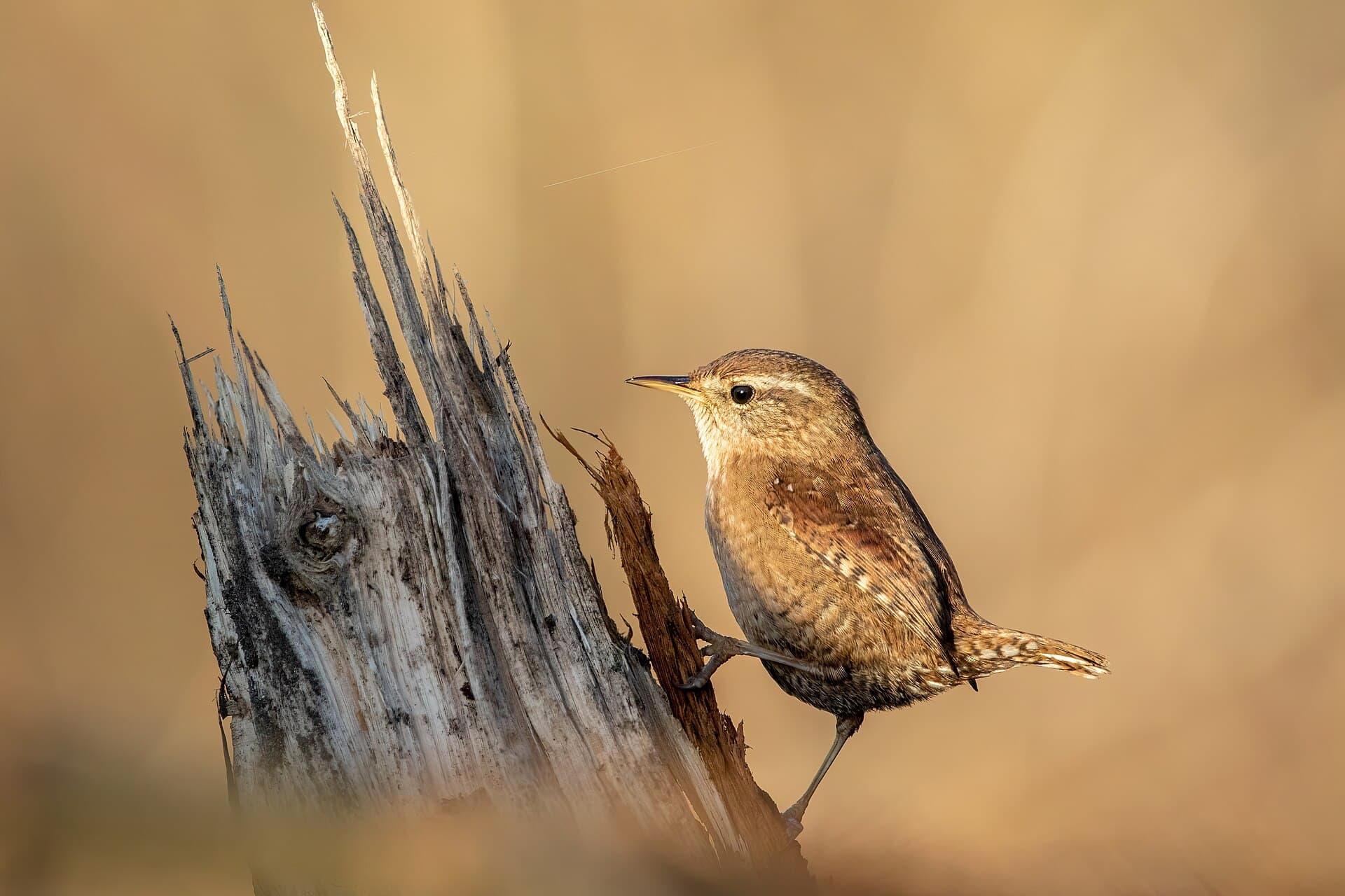 Winterkoning (Troglodytes troglodytes) - Eurasian wren Franconville 01