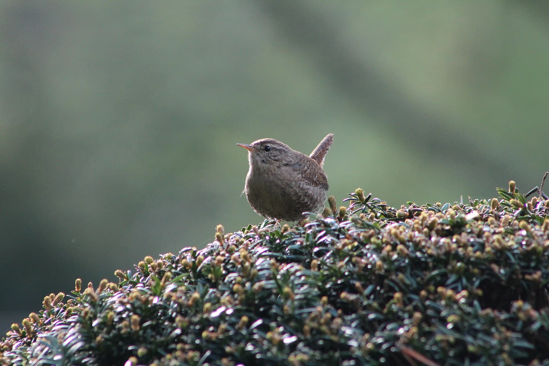 Winterkoning (Troglodytes troglodytes) - Zaunkönig auf einer Hecke (LSG Melaten-Friedhof Köln)