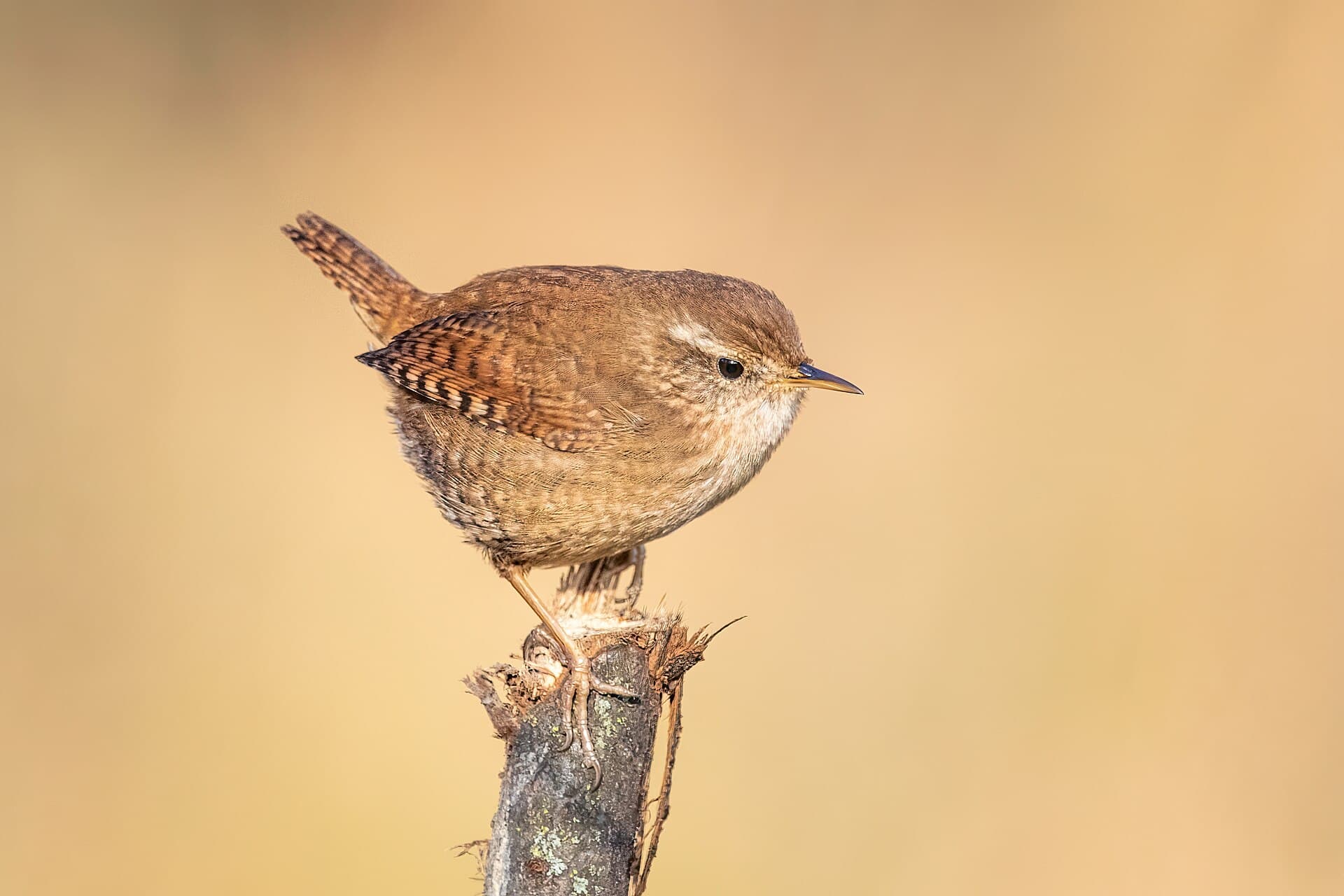 Winterkoning (Troglodytes troglodytes) - Eurasian wren Franconville 2022 01 13 03