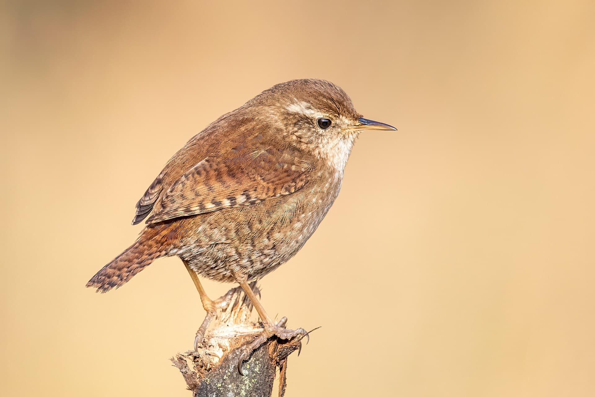 Winterkoning (Troglodytes troglodytes) - Eurasian wren Franconville 2022 01 13 02