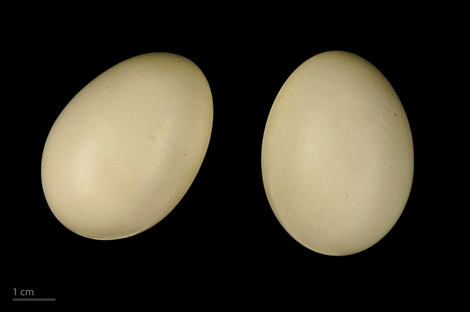 Wintertaling (Anas crecca) - Anas crecca MHNT.ZOO.2010.11.18.3