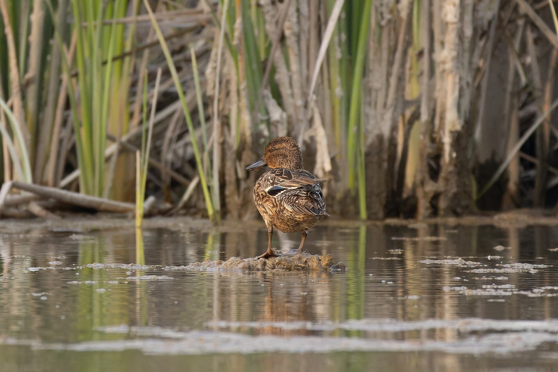 Wintertaling (Anas crecca) - Green-winged Teal by Tisha Mukherjee 13