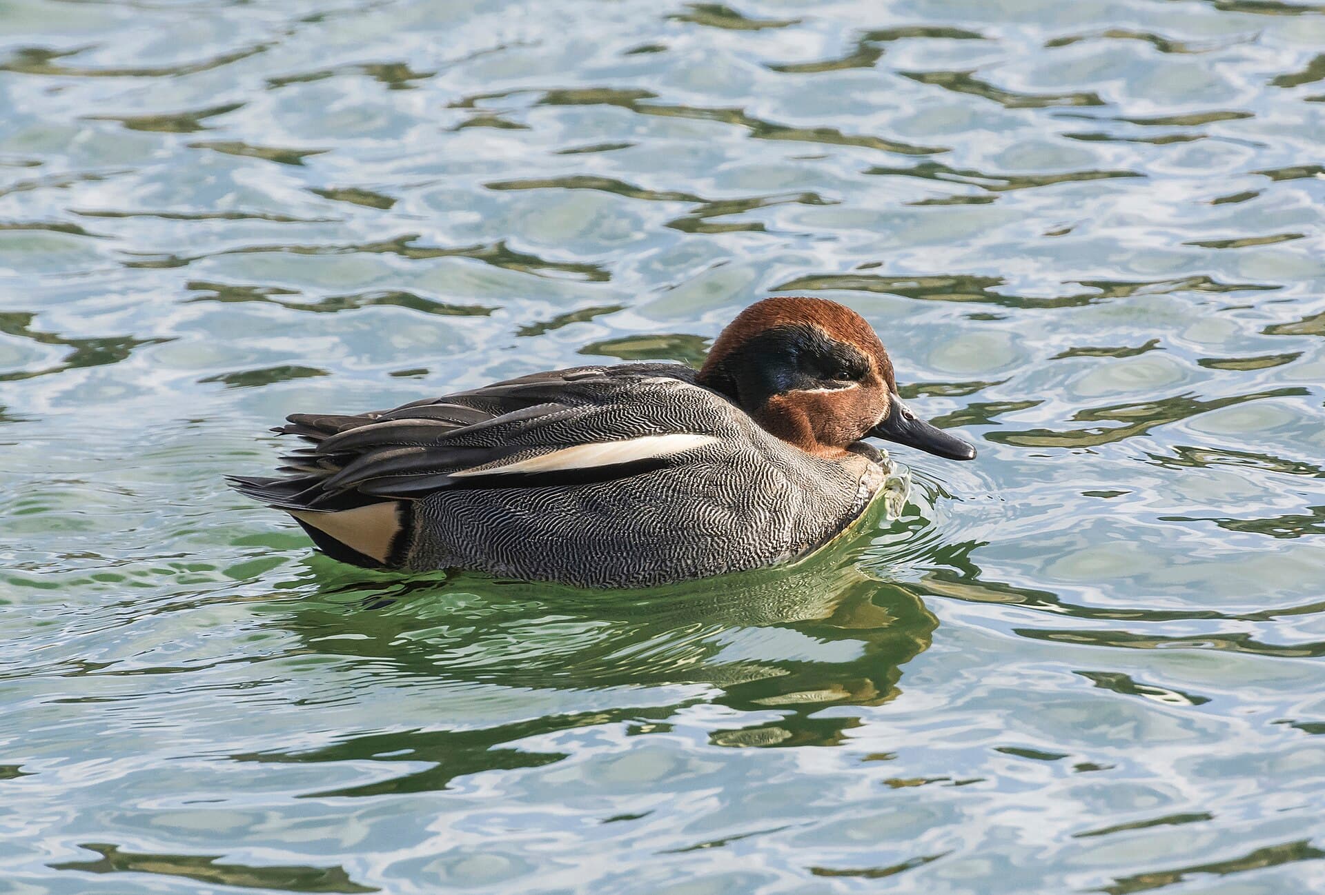 Wintertaling (Anas crecca) - 2015 Cyraneczka zwyczajna (samiec)