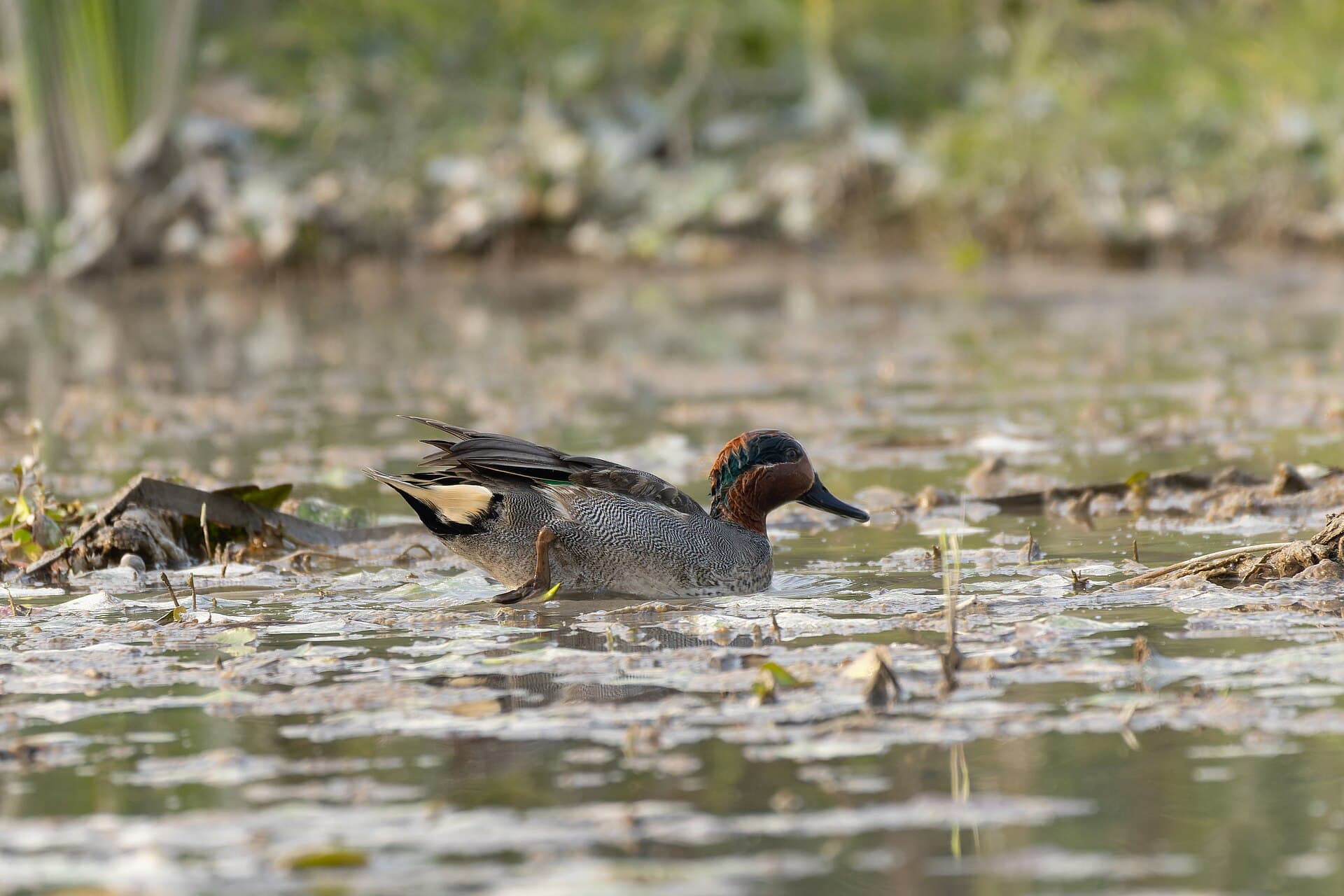 Wintertaling (Anas crecca) - Green-winged Teal by Tisha Mukherjee 10