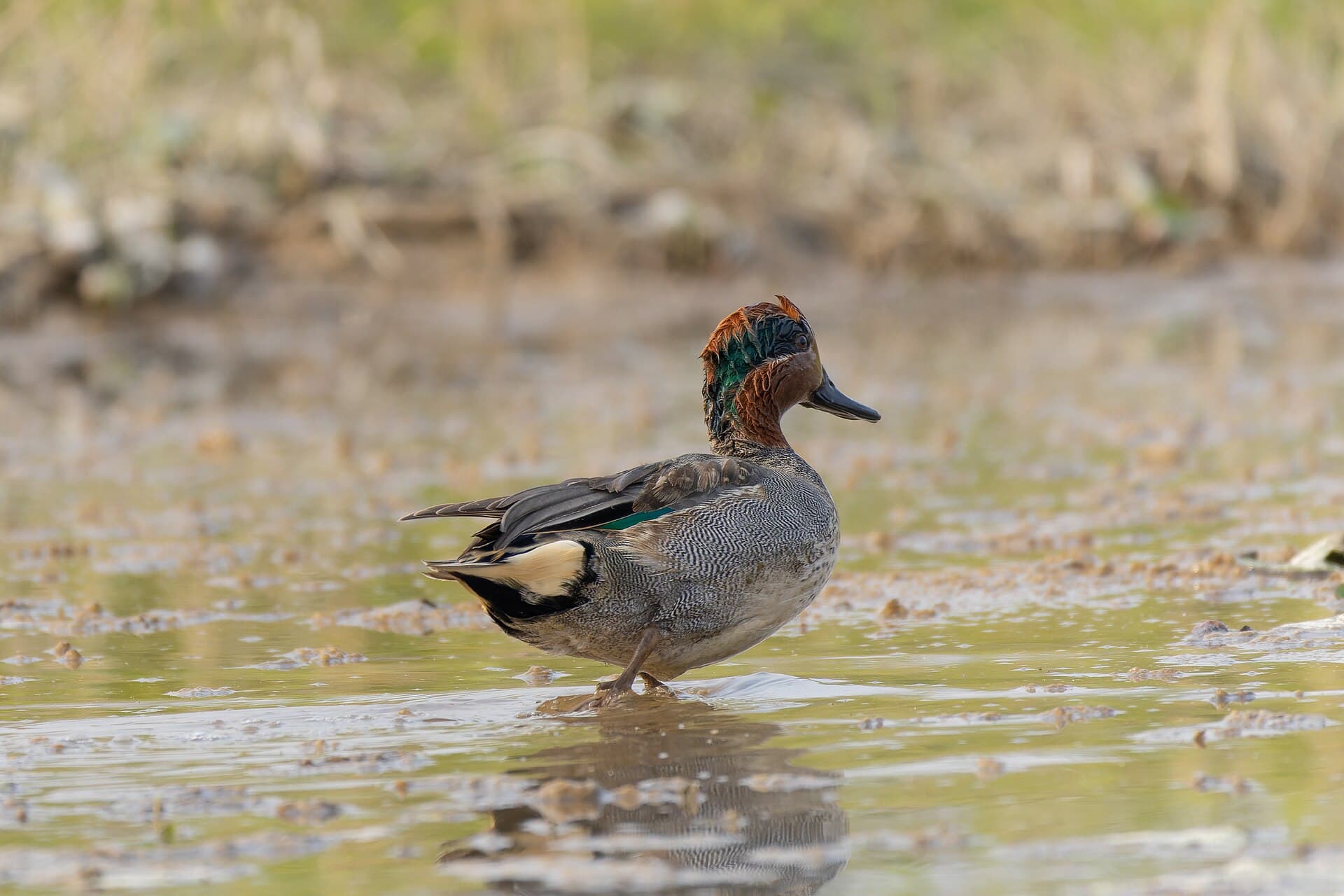 Wintertaling (Anas crecca) - Green-winged Teal by Tisha Mukherjee 12