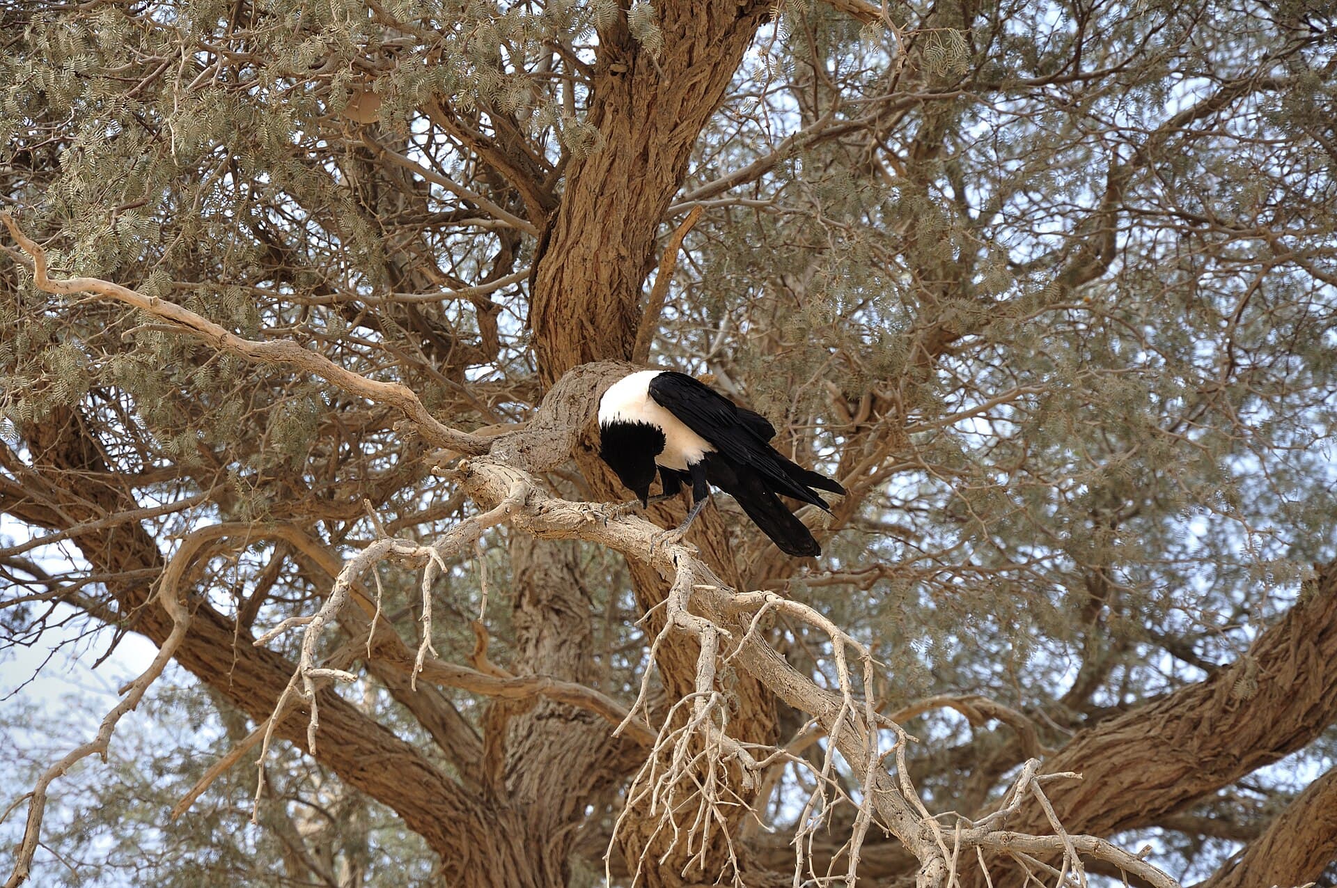 Witborstraaf (Corvus albus) - 2010-09-25 15-27-12 Namibia Hardap Hammerstein