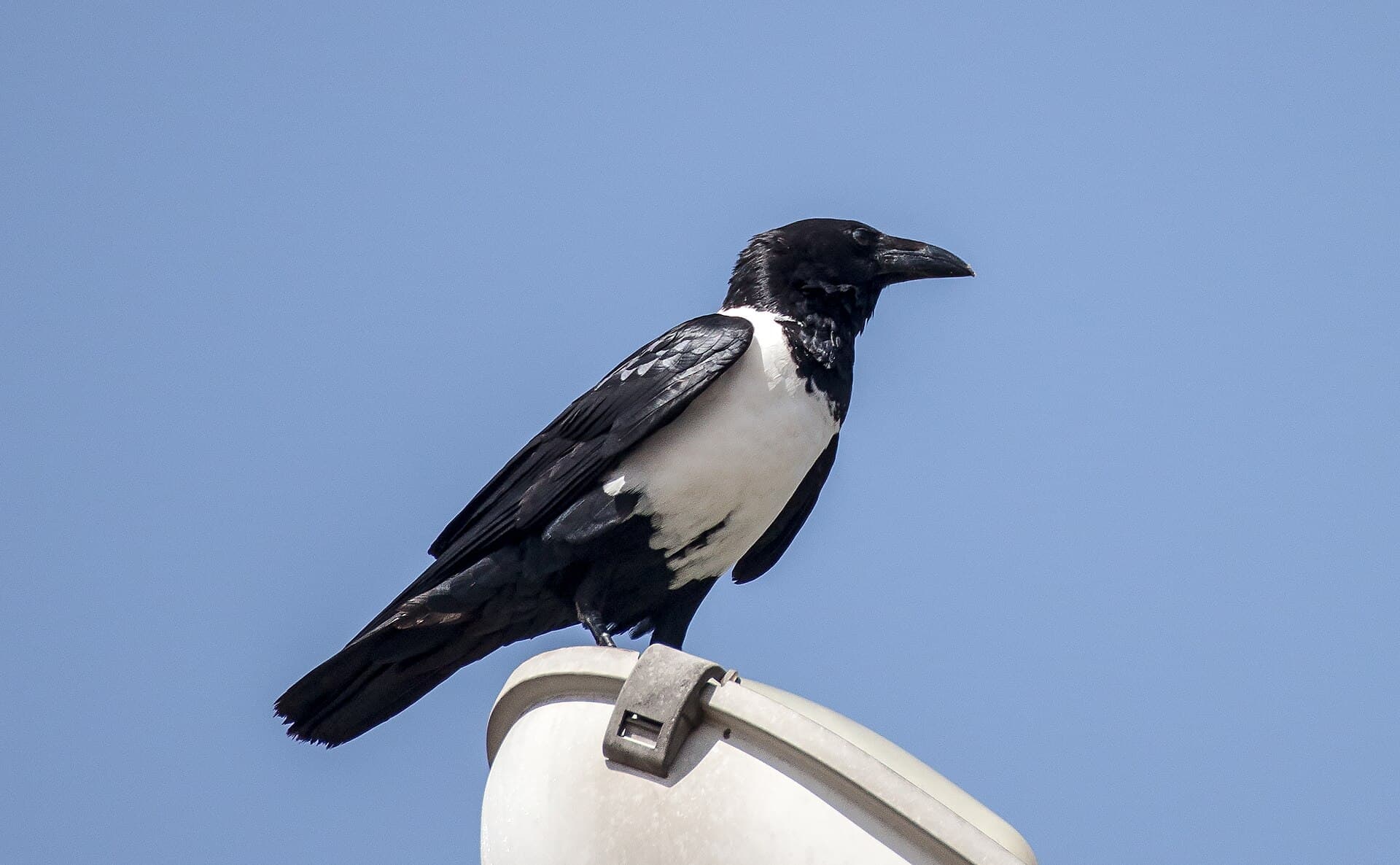 Witborstraaf (Corvus albus) - Svart-vit kråka