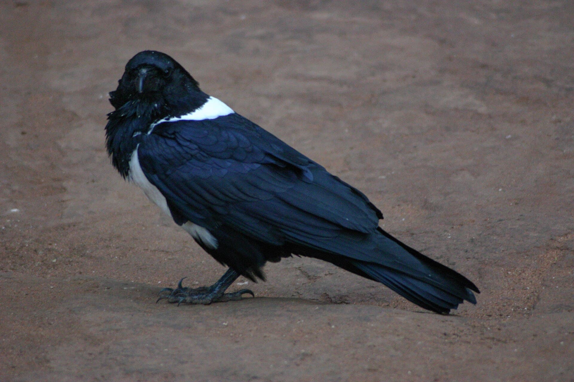 Witborstraaf (Corvus albus) - Corvus albus