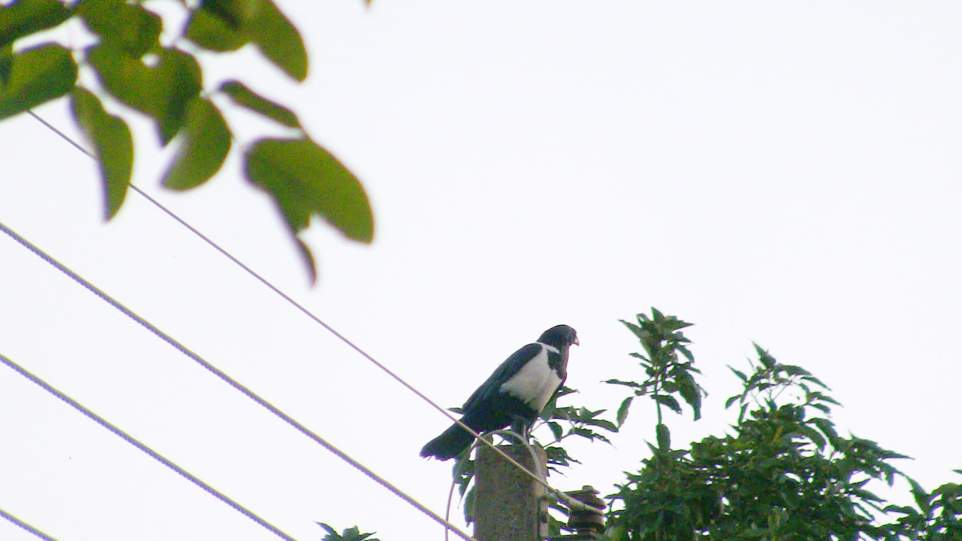 Witborstraaf (Corvus albus) - Crow in Zimbabwe