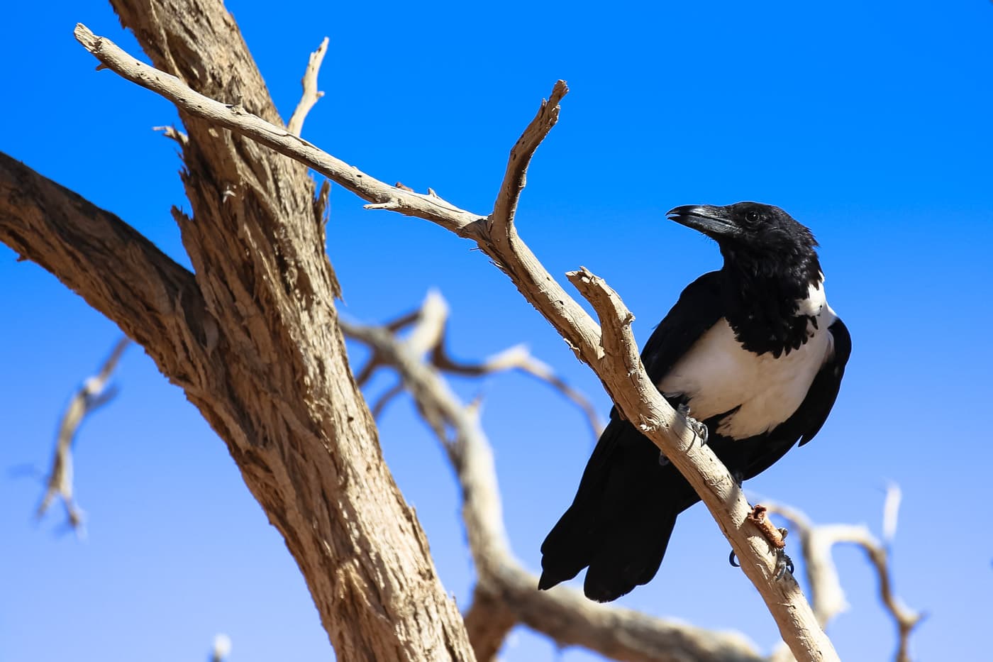 Witborstraaf (Corvus albus) - Pied Crow-3816 - Flickr - Ragnhild & Neil Crawford