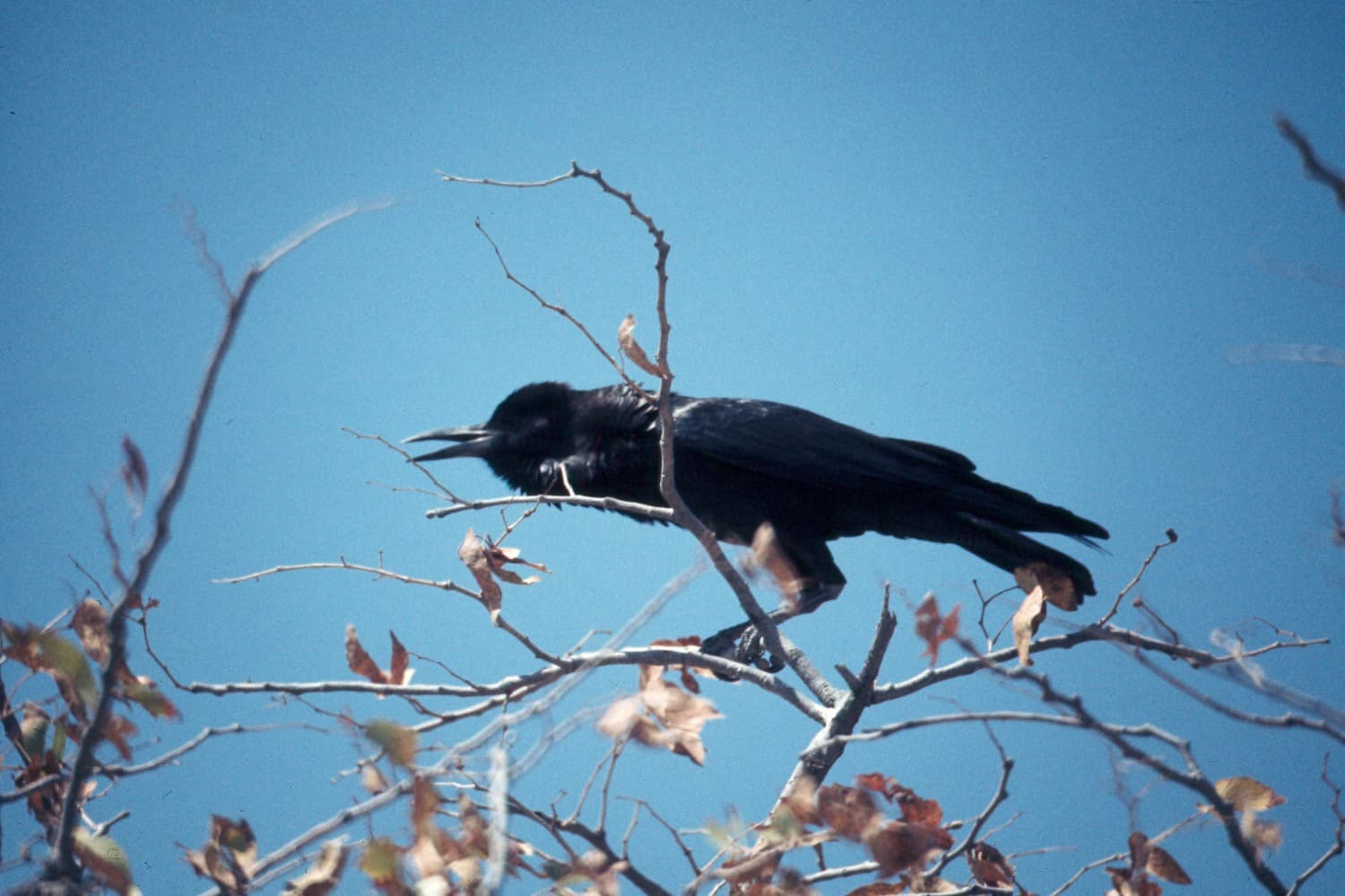 Witborstraaf (Corvus albus) - Pied crow standing in tree