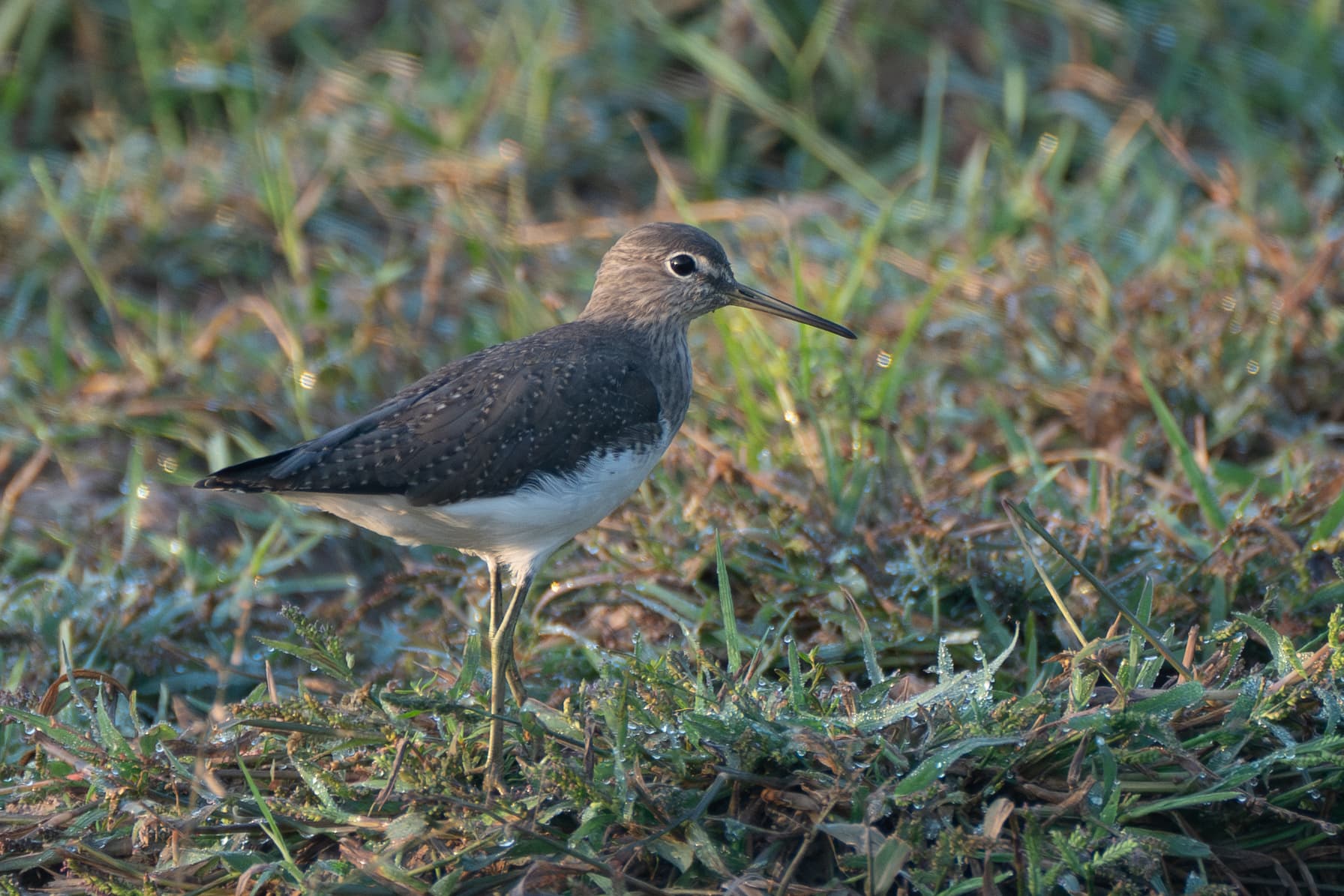 Witgatje (Tringa ochropus) - Green sandpiper (Tringa ochropus) in Patiala