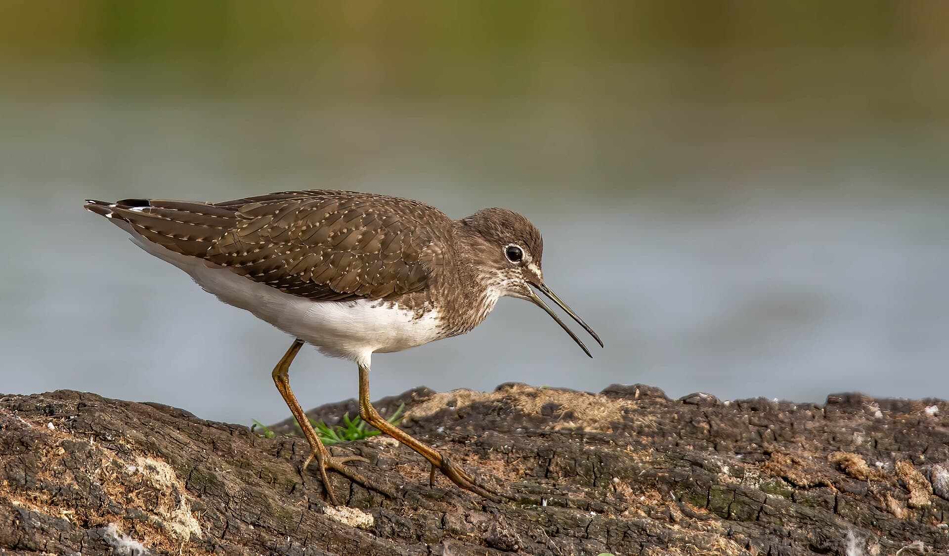 Witgatje (Tringa ochropus) - Green Sandpiper ( Tringa ochropus ) ... Tophill Low , Yorkshire (53182606905)