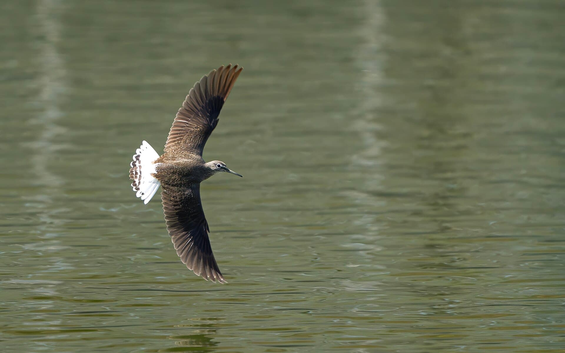 Witgatje (Tringa ochropus) - Green sandpiper flying