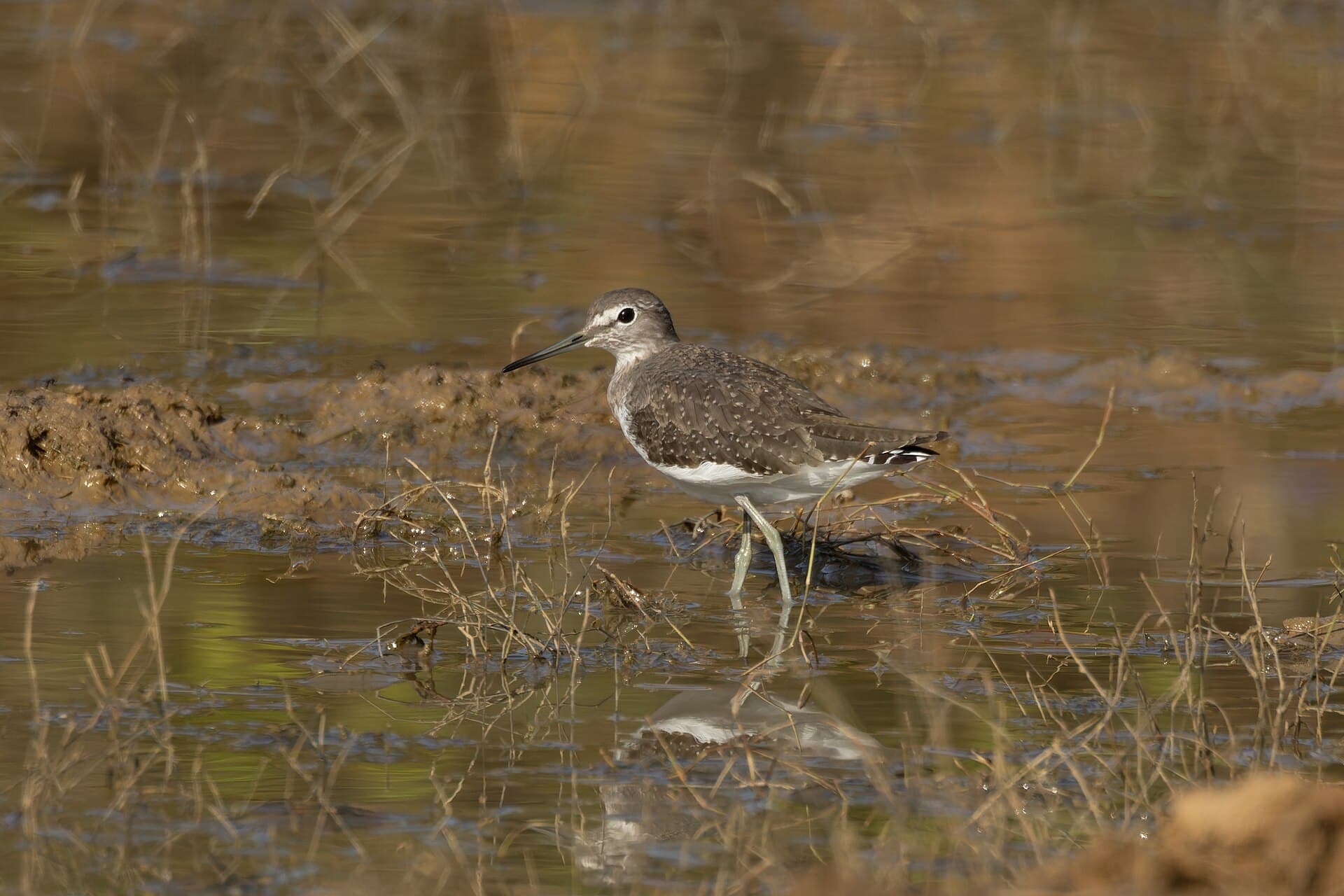 Witgatje (Tringa ochropus) - Green Sandpiper by Tisha Mukherjee 02