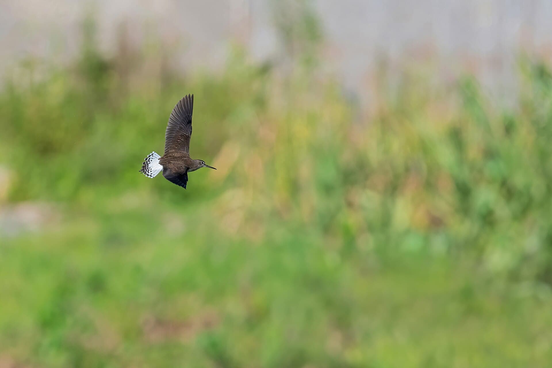 Witgatje (Tringa ochropus) - Green-Sandpiper