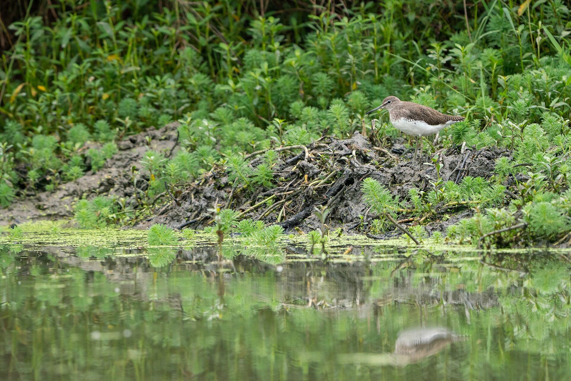 Witgatje (Tringa ochropus) - Green Sandpiper, Nepal