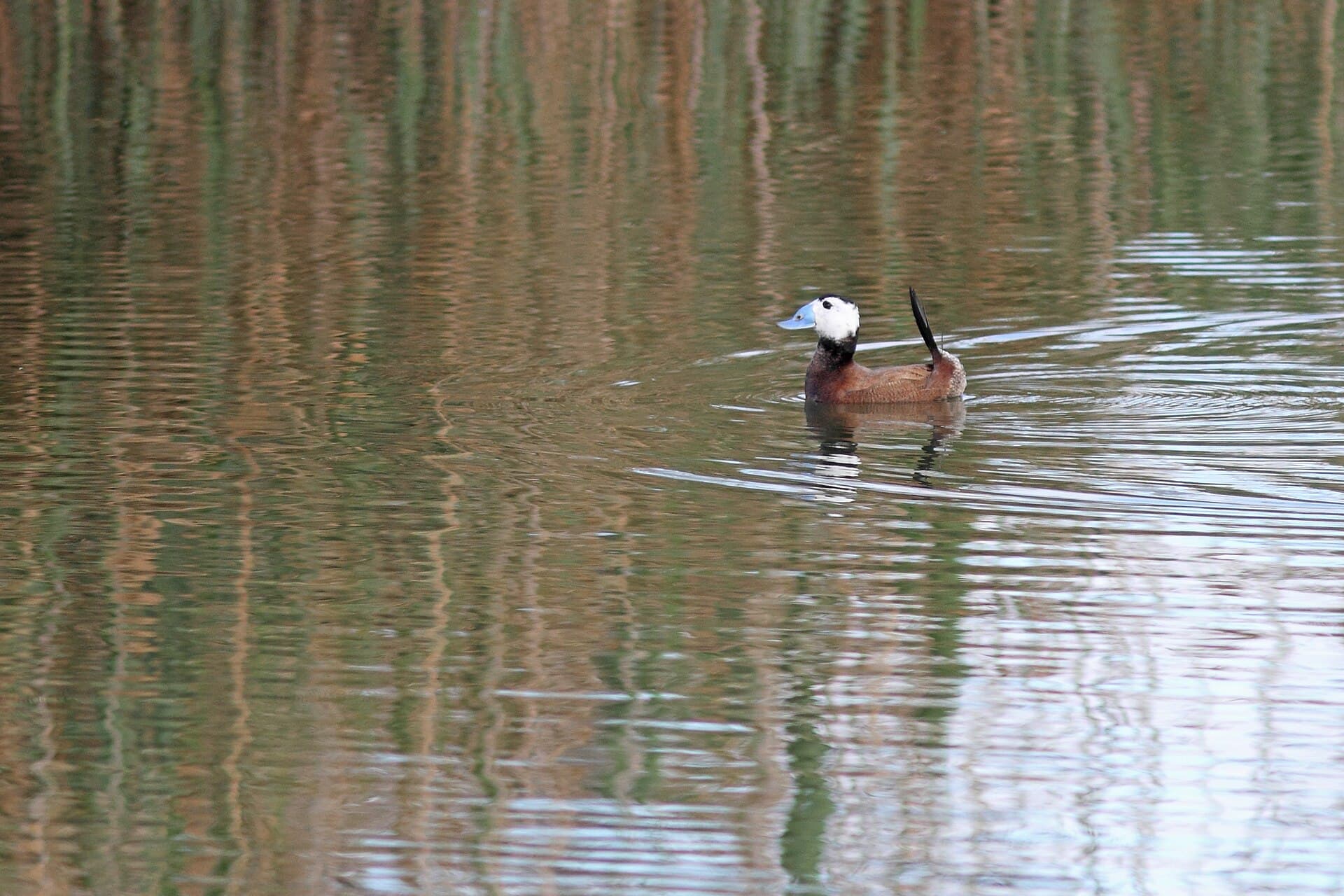 Witkopeend (Oxyura leucocephala) - Witkopeend - white-headed duck - Oxyura leucocephala