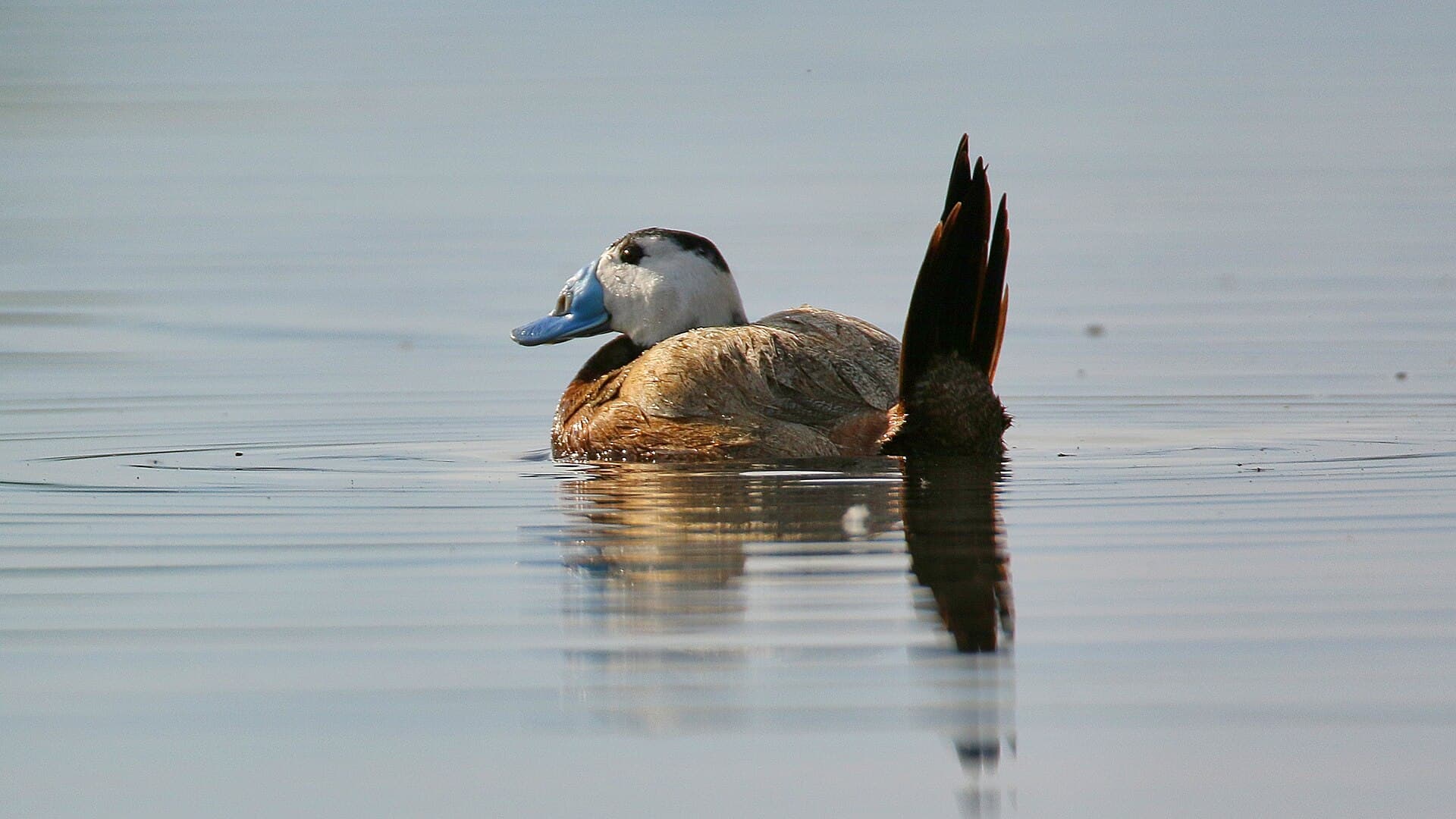 Witkopeend (Oxyura leucocephala) - Dikkuyruk ördek, Sultansazlığı