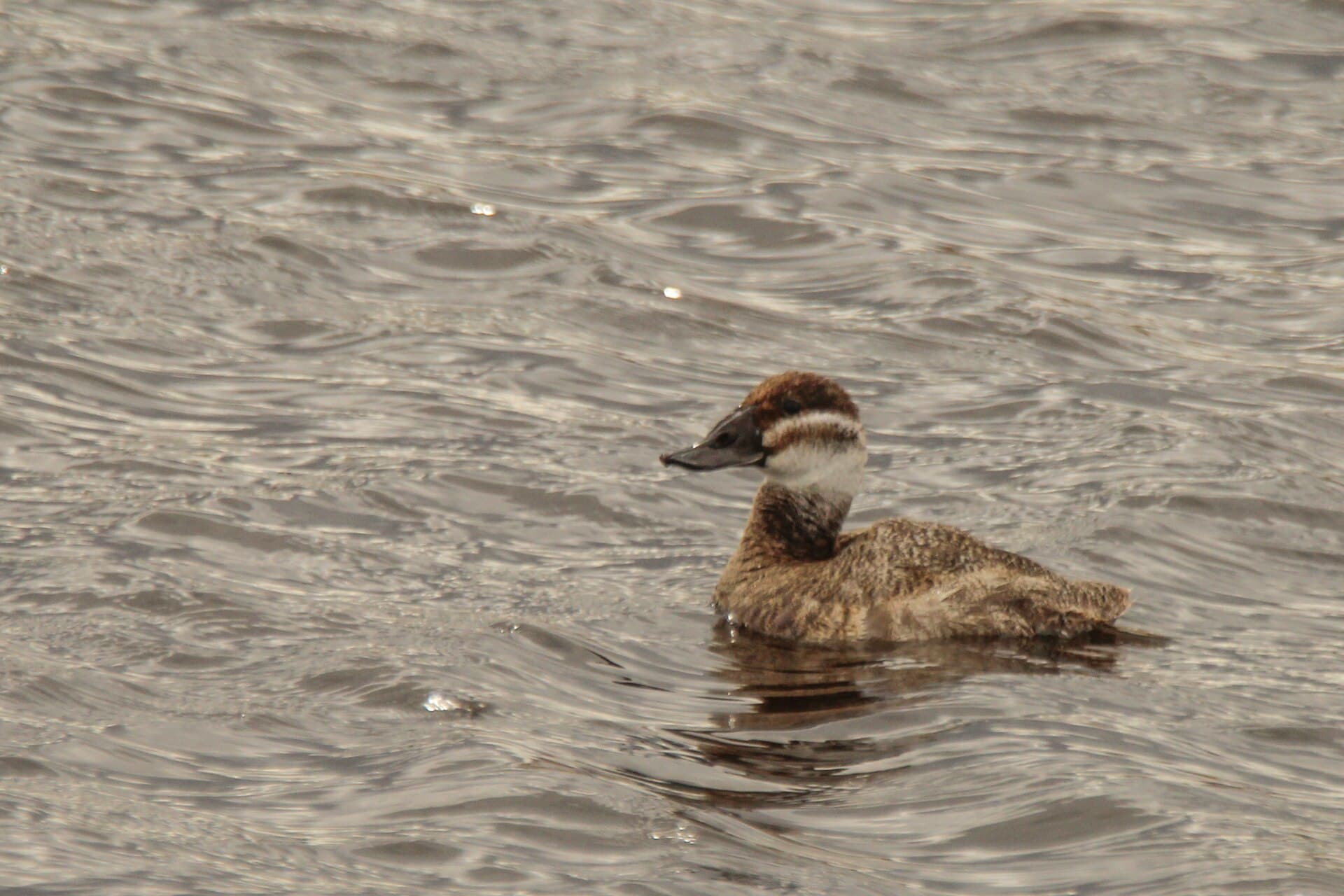 Witkopeend (Oxyura leucocephala) - Oxyura leucocephala 377555708