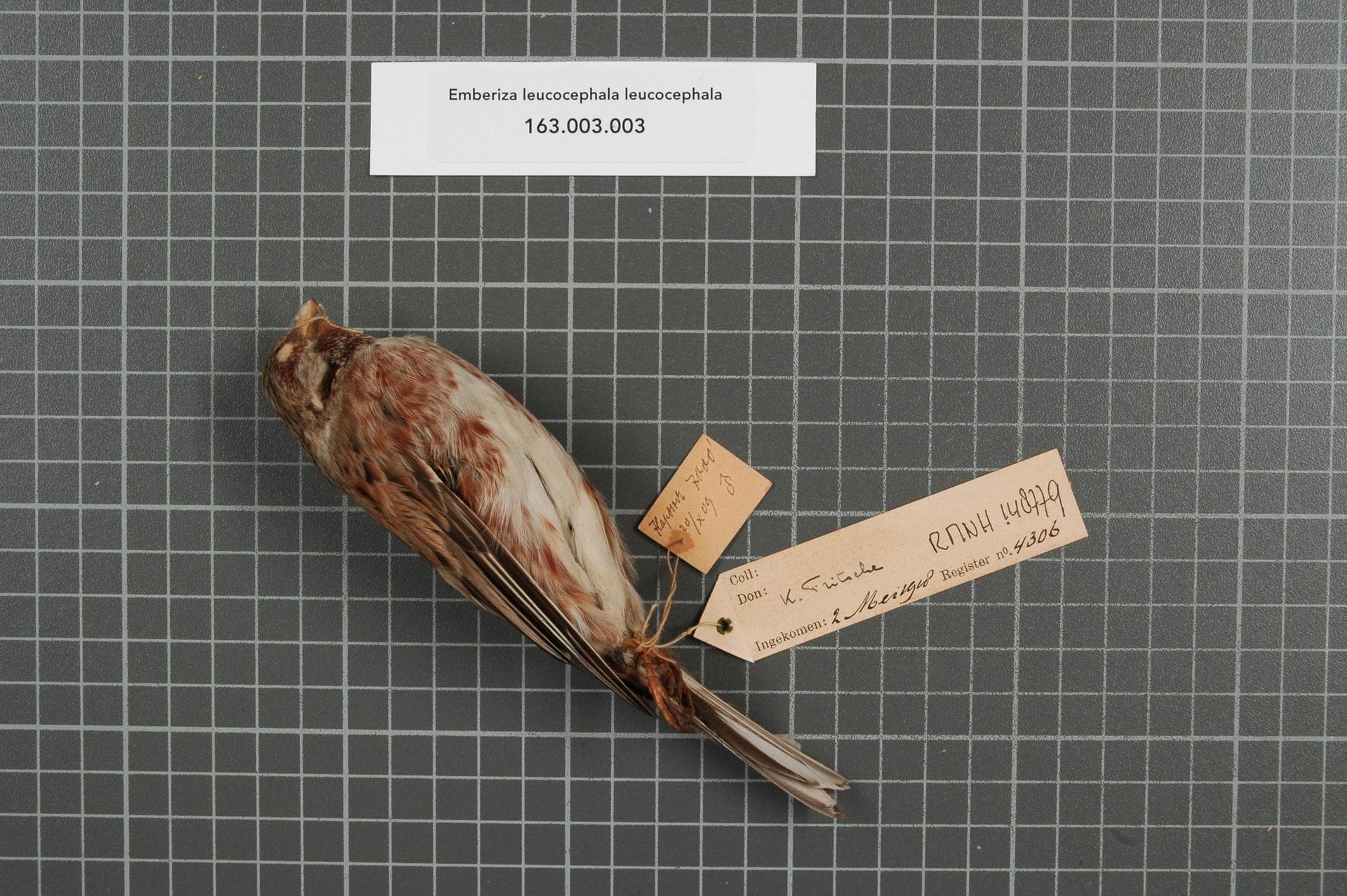 Witkopgors (Emberiza leucocephalos) - Naturalis Biodiversity Center - RMNH.AVES.148779 1 - Emberiza leucocephala leucocephala S.G. Gmelin, 1771 - Emberizidae - bird skin specimen