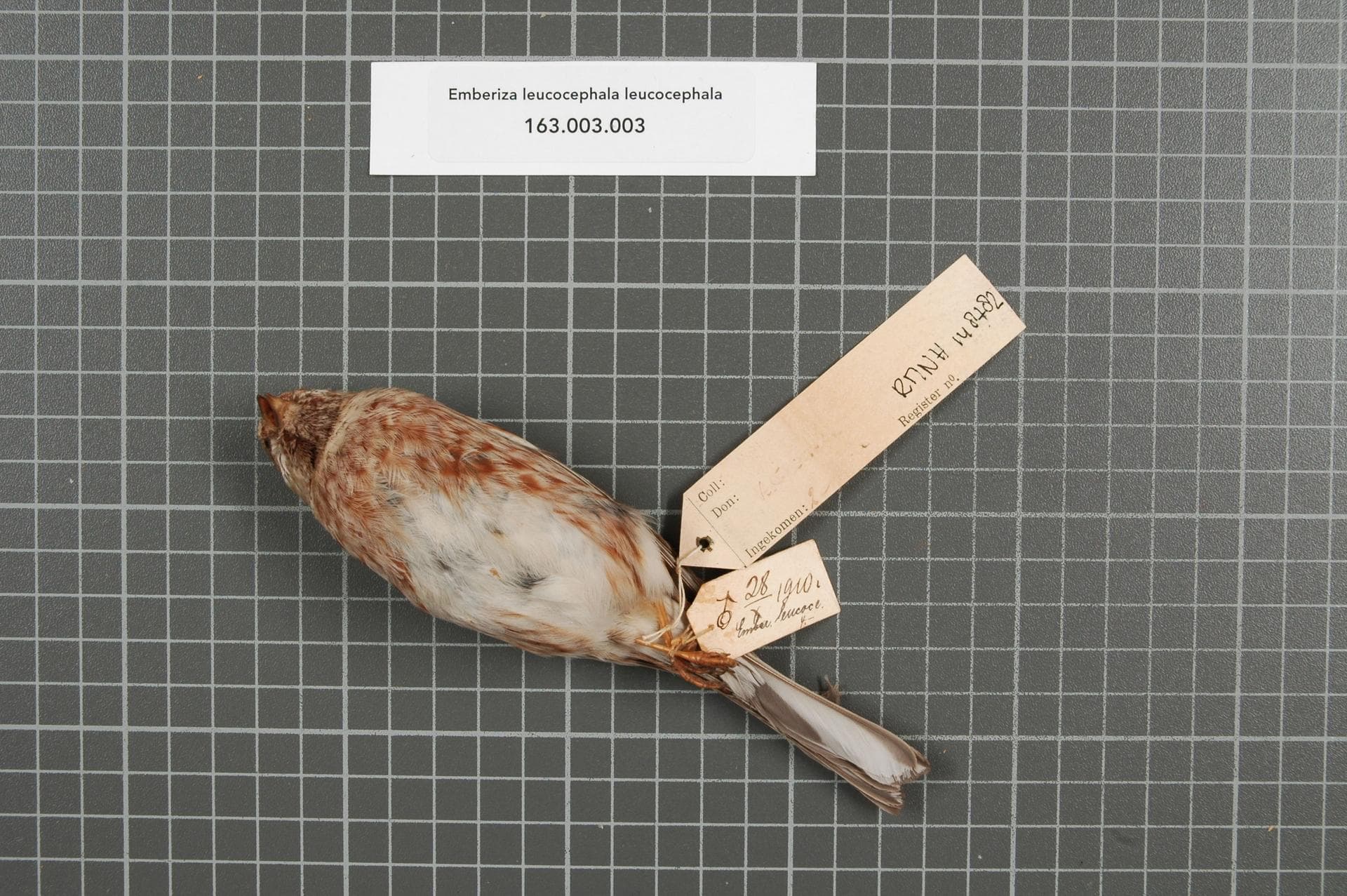 Witkopgors (Emberiza leucocephalos) - Naturalis Biodiversity Center - RMNH.AVES.148782 1 - Emberiza leucocephala leucocephala S.G. Gmelin, 1771 - Emberizidae - bird skin specimen