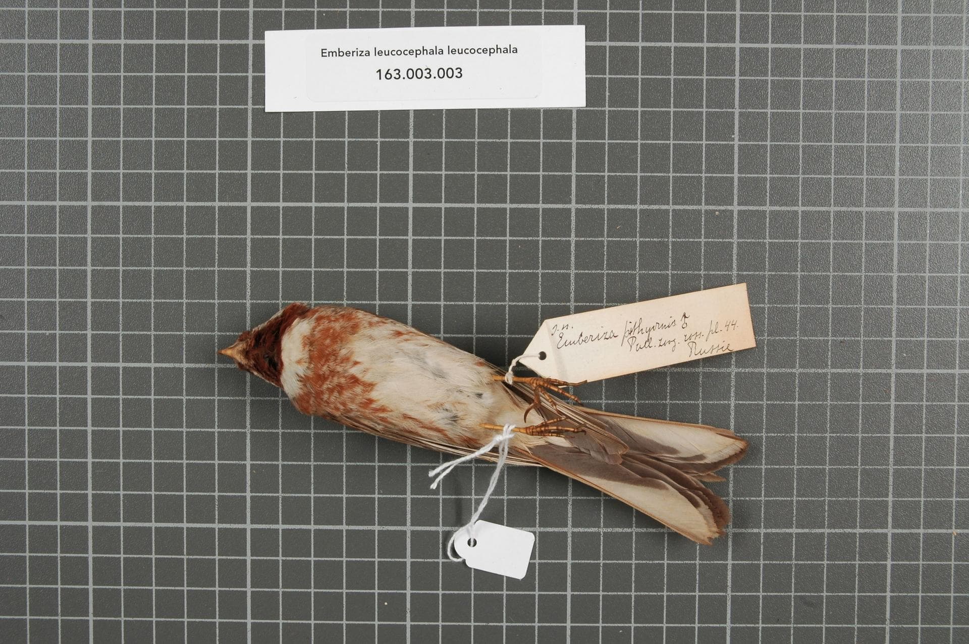 Witkopgors (Emberiza leucocephalos) - Naturalis Biodiversity Center - RMNH.AVES.148795 2 - Emberiza leucocephala leucocephala S.G. Gmelin, 1771 - Emberizidae - bird skin specimen