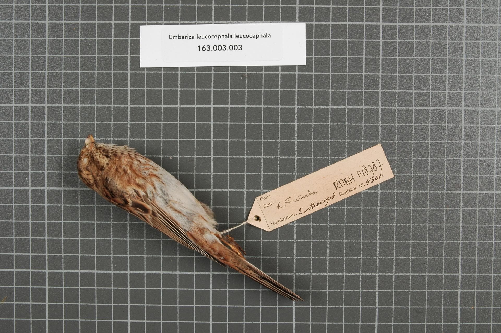 Witkopgors (Emberiza leucocephalos) - Naturalis Biodiversity Center - RMNH.AVES.148787 1 - Emberiza leucocephala leucocephala S.G. Gmelin, 1771 - Emberizidae - bird skin specimen