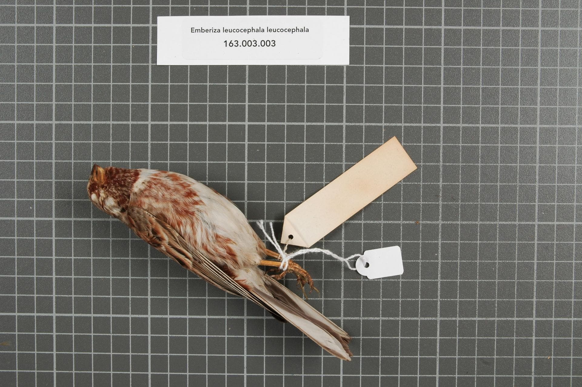 Witkopgors (Emberiza leucocephalos) - Naturalis Biodiversity Center - RMNH.AVES.148791 2 - Emberiza leucocephala leucocephala S.G. Gmelin, 1771 - Emberizidae - bird skin specimen