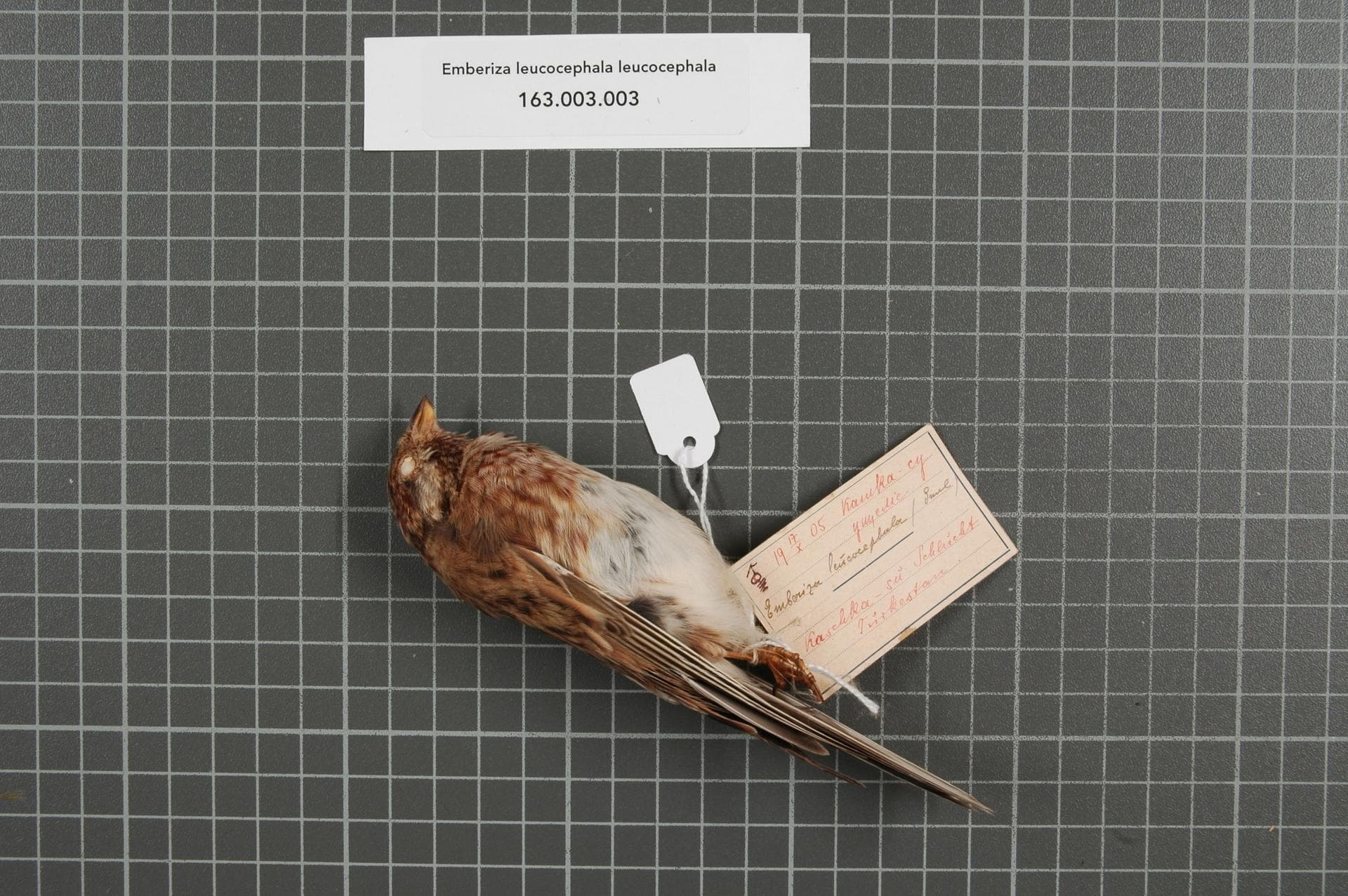 Witkopgors (Emberiza leucocephalos) - Naturalis Biodiversity Center - RMNH.AVES.148790 2 - Emberiza leucocephala leucocephala S.G. Gmelin, 1771 - Emberizidae - bird skin specimen
