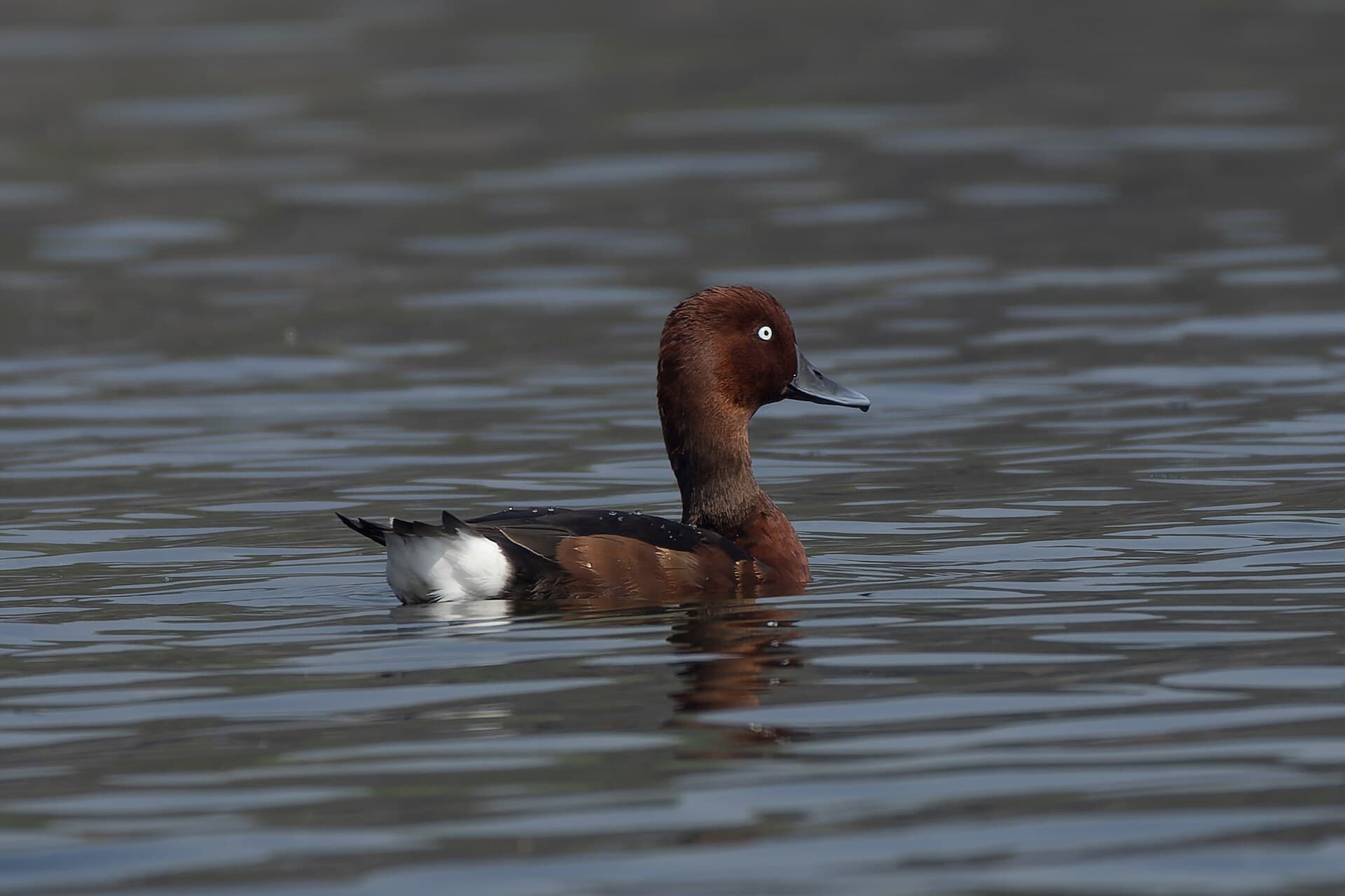 Witoogeend (Aythya nyroca) - Ferruginous Duck by Tisha Mukherjee 11