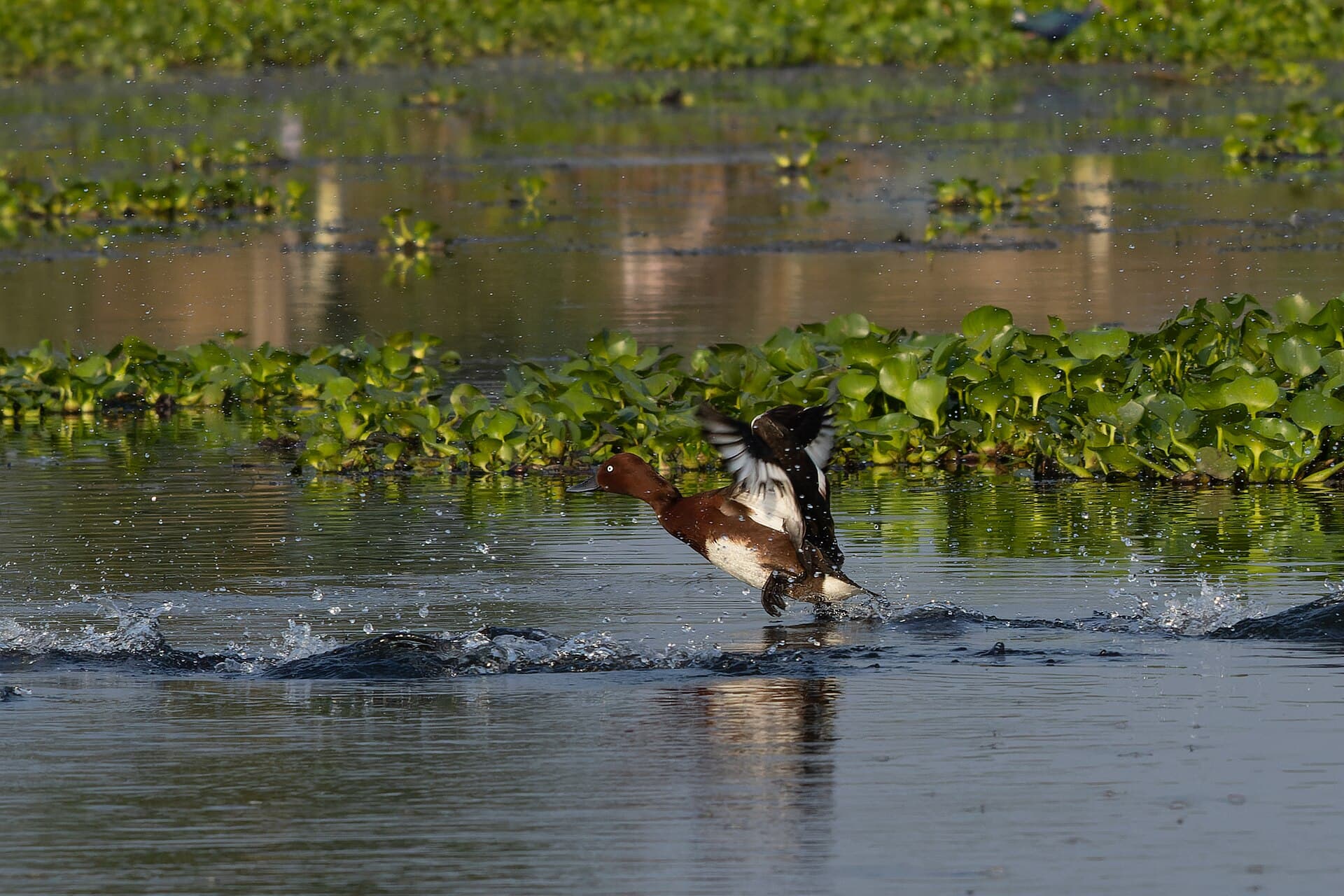 Witoogeend (Aythya nyroca) - Ferruginous Duck by Tisha Mukherjee 17