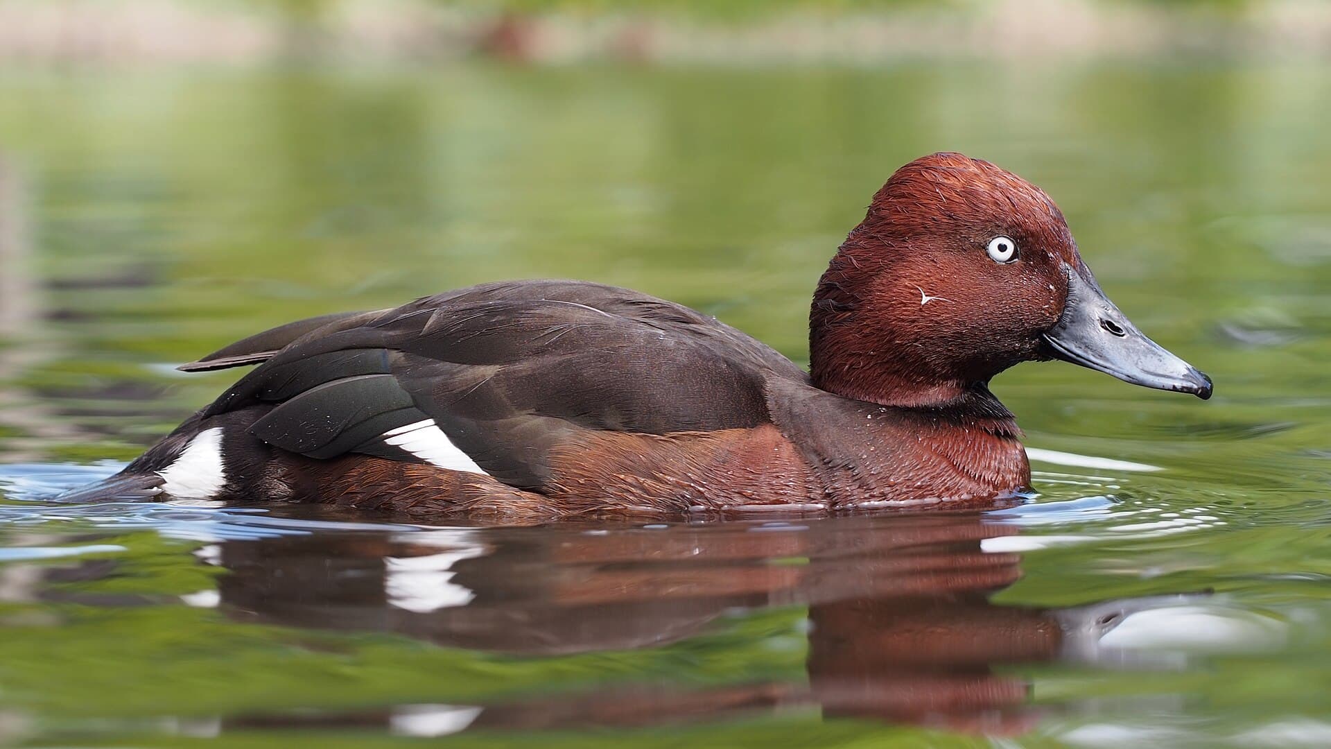 Witoogeend (Aythya nyroca) - Aythya nyroca at Martin Mere 1