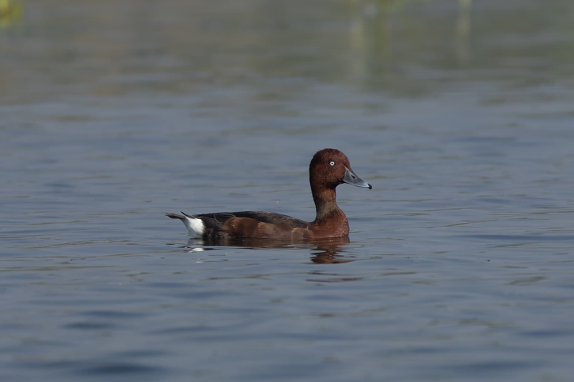 Witoogeend (Aythya nyroca) - Ferruginous Duck by Tisha Mukherjee 09