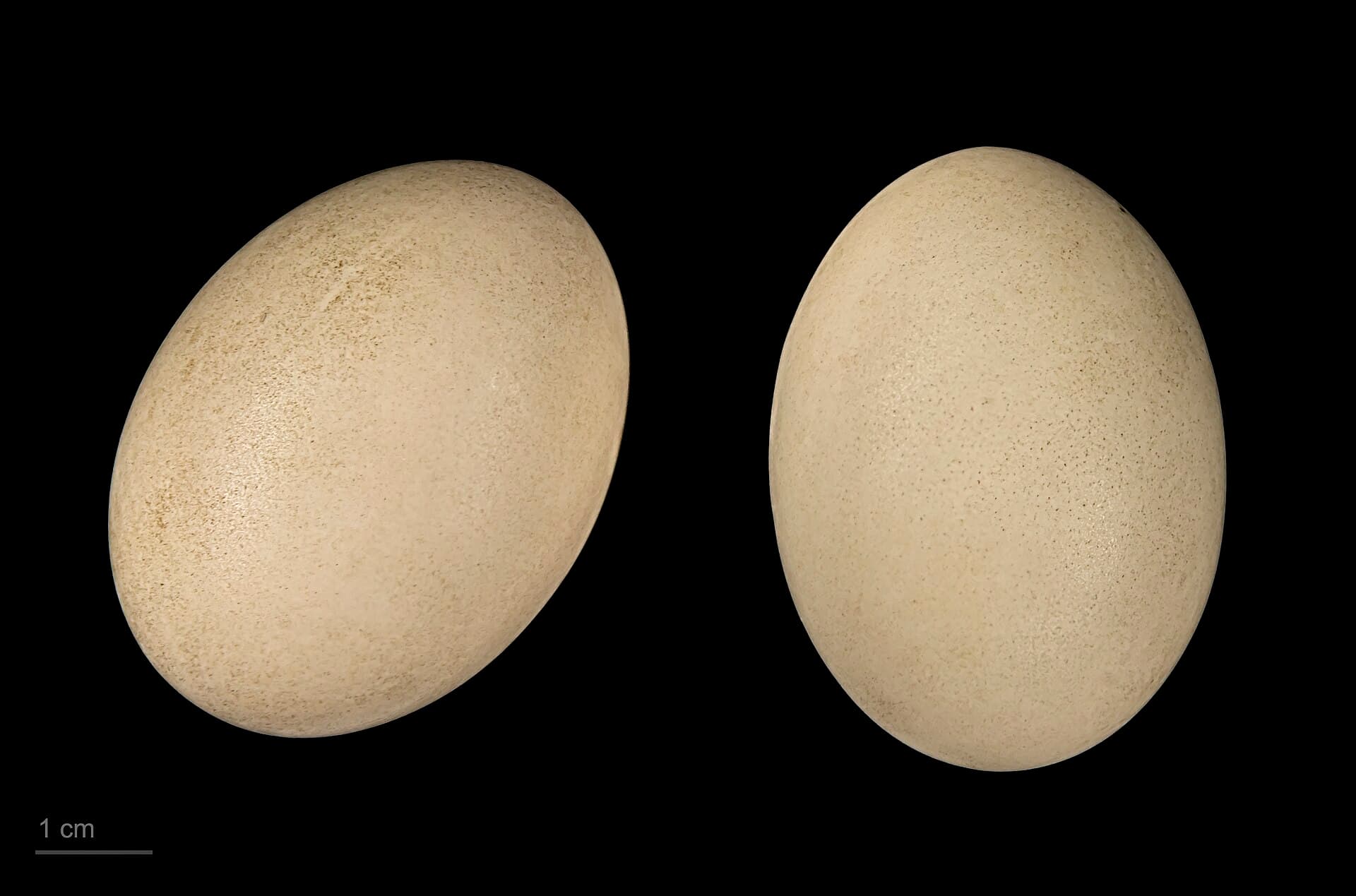 Witoogeend (Aythya nyroca) - Aythya nyroca MHNT.ZOO.2010.11.20.5
