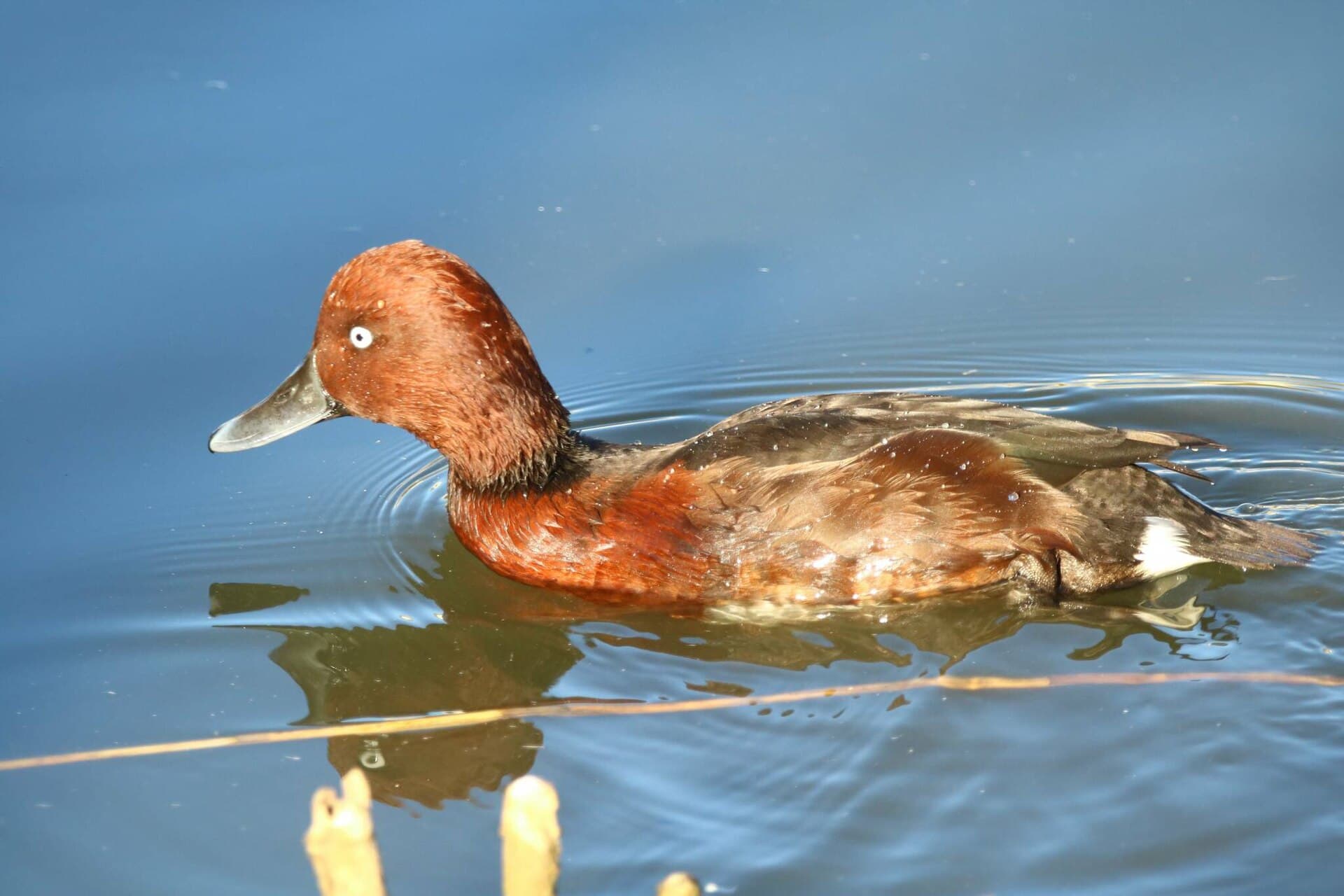 Witoogeend (Aythya nyroca) - Male ferruginous duck (Aythya nyroca) in Algeria
