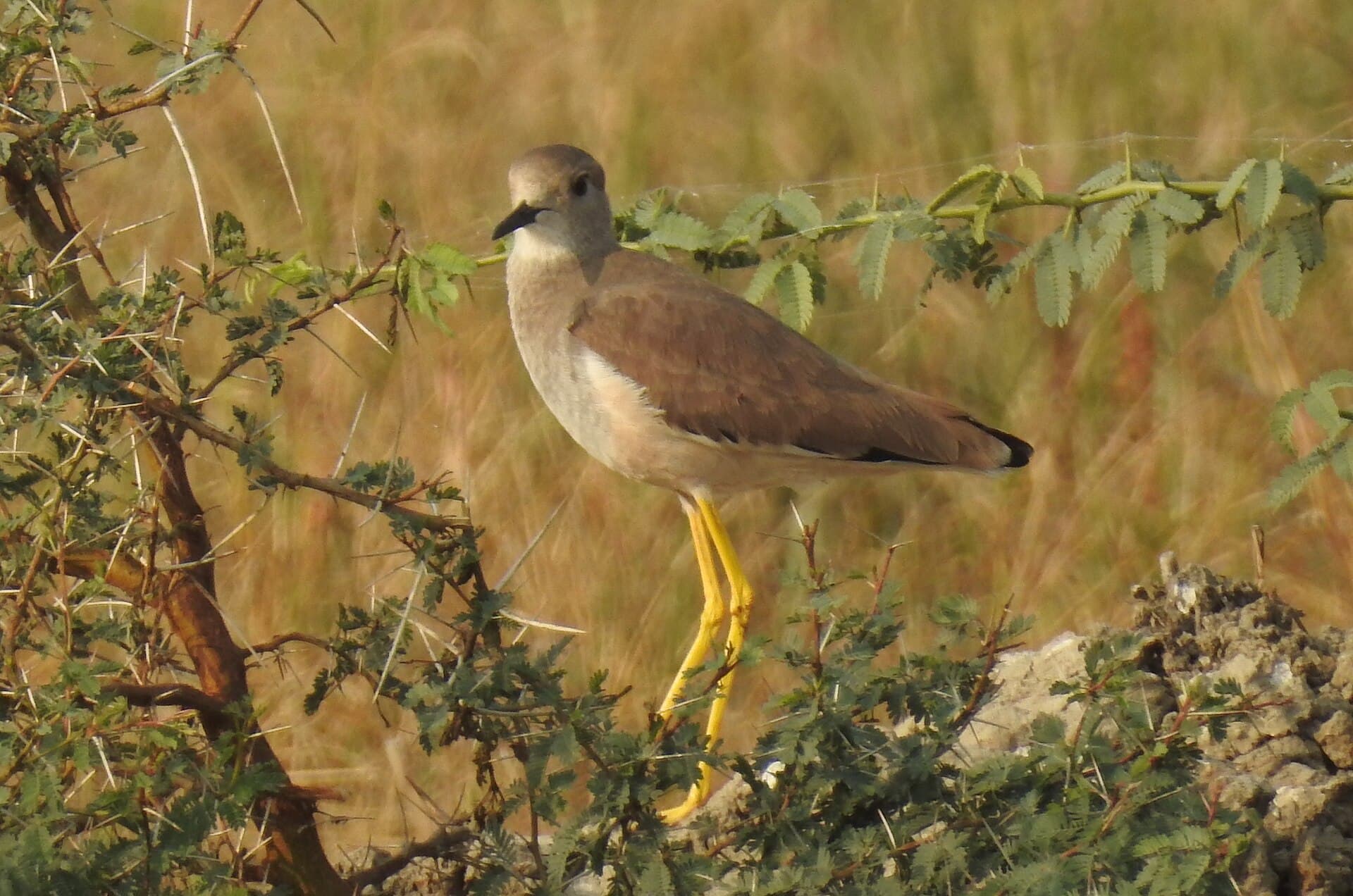 witstaartkievit (Vanellus leucurus) - White-tailed Lapwing Vanellus leucurus by Dr. Raju Kasambe DSCN7098 (3)