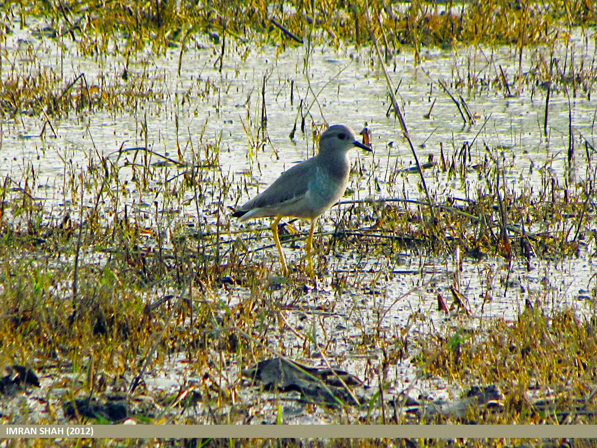 witstaartkievit (Vanellus leucurus) - White-tailed Lapwing (Vanellus leucurus), Sulemanki, Punjab (15706995320)