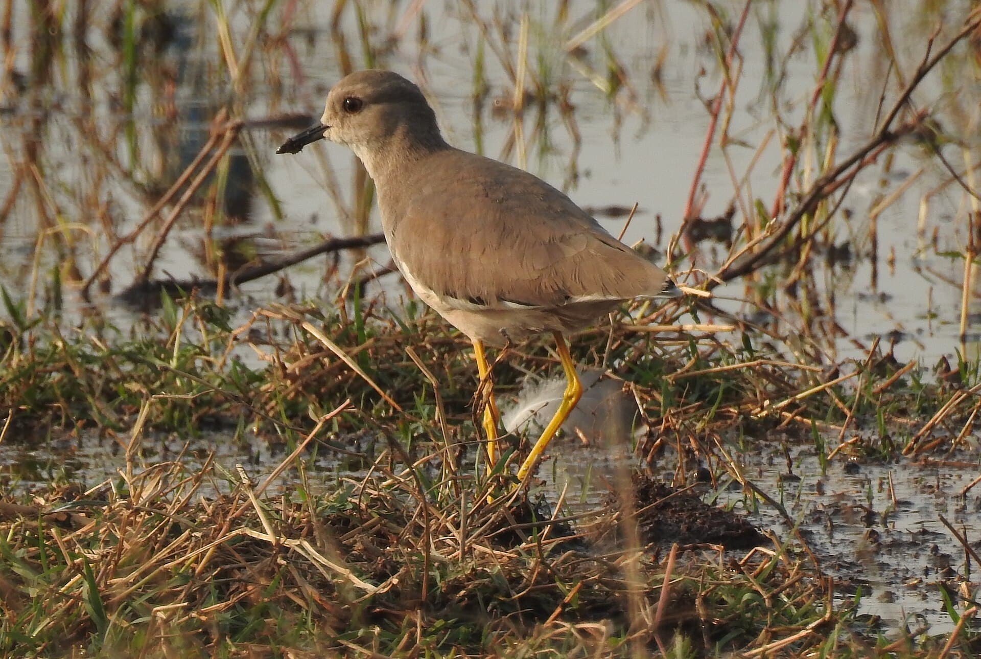 witstaartkievit (Vanellus leucurus) - White-tailed Lapwing Vanellus leucurus by Dr. Raju Kasambe DSCN7098 (5)